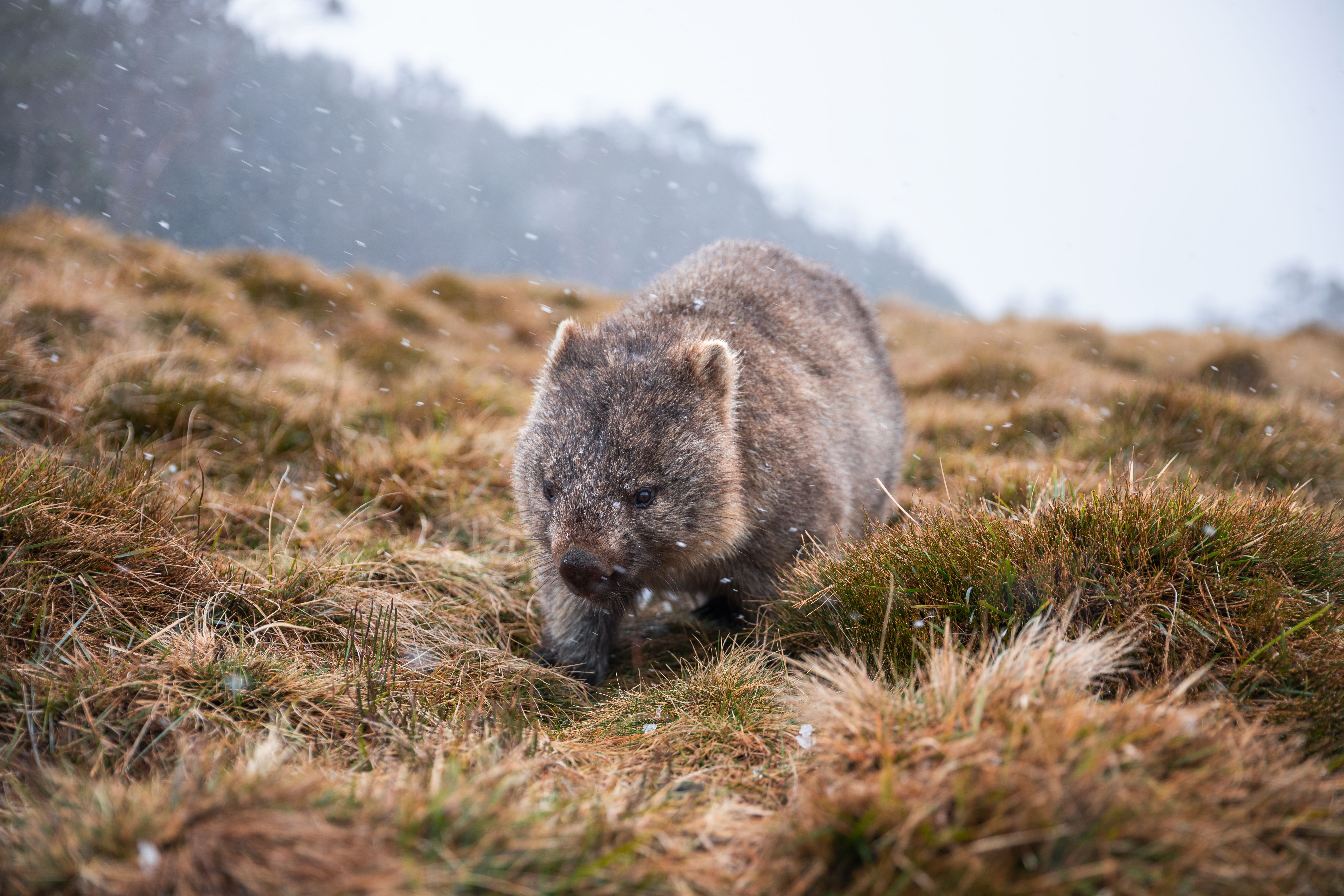 A wombat ambles through alpine grass, its fur damp with mist as mountains fade into a gray background behind.