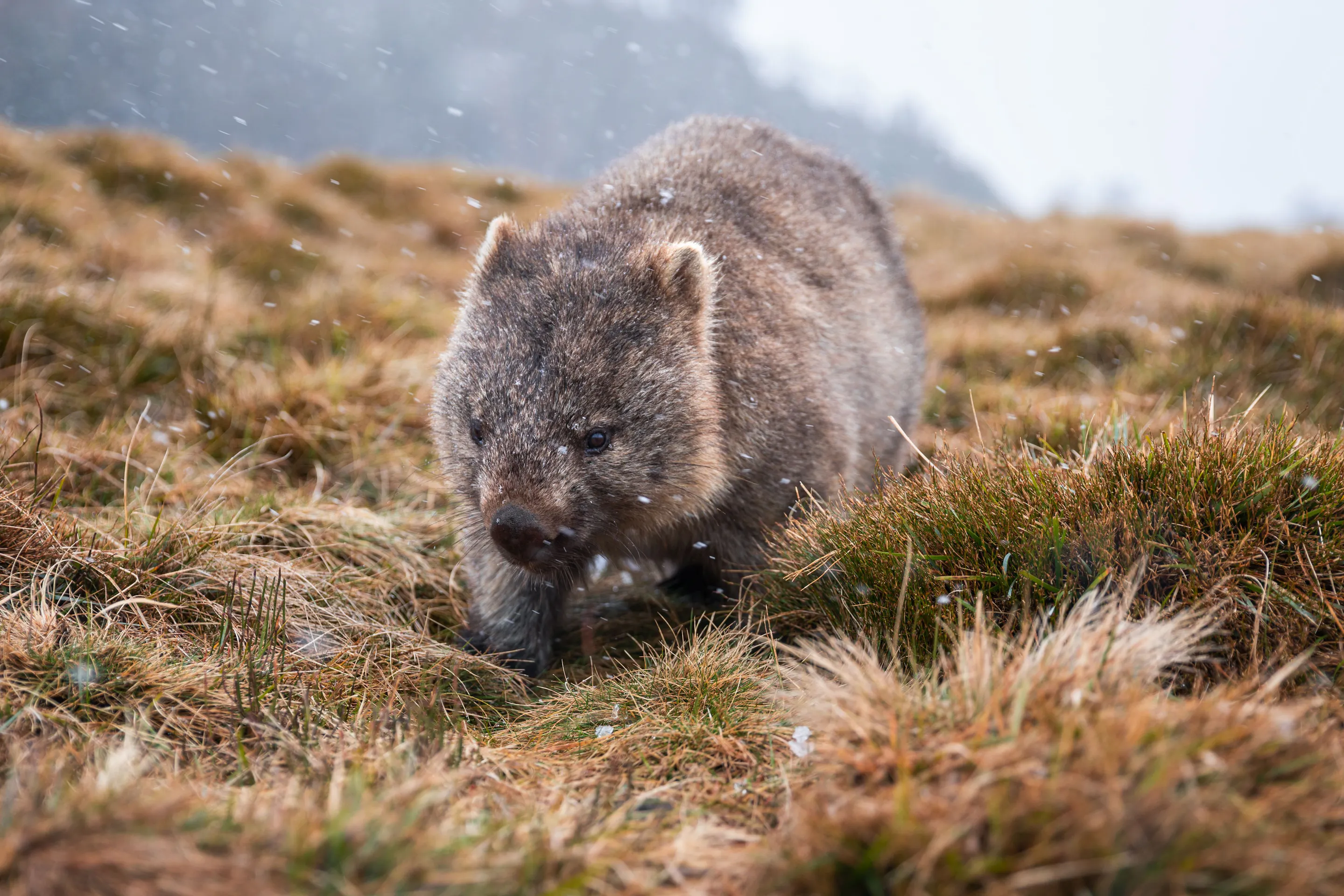 A wombat ambles through alpine grass, its fur damp with mist as mountains fade into a gray background behind.