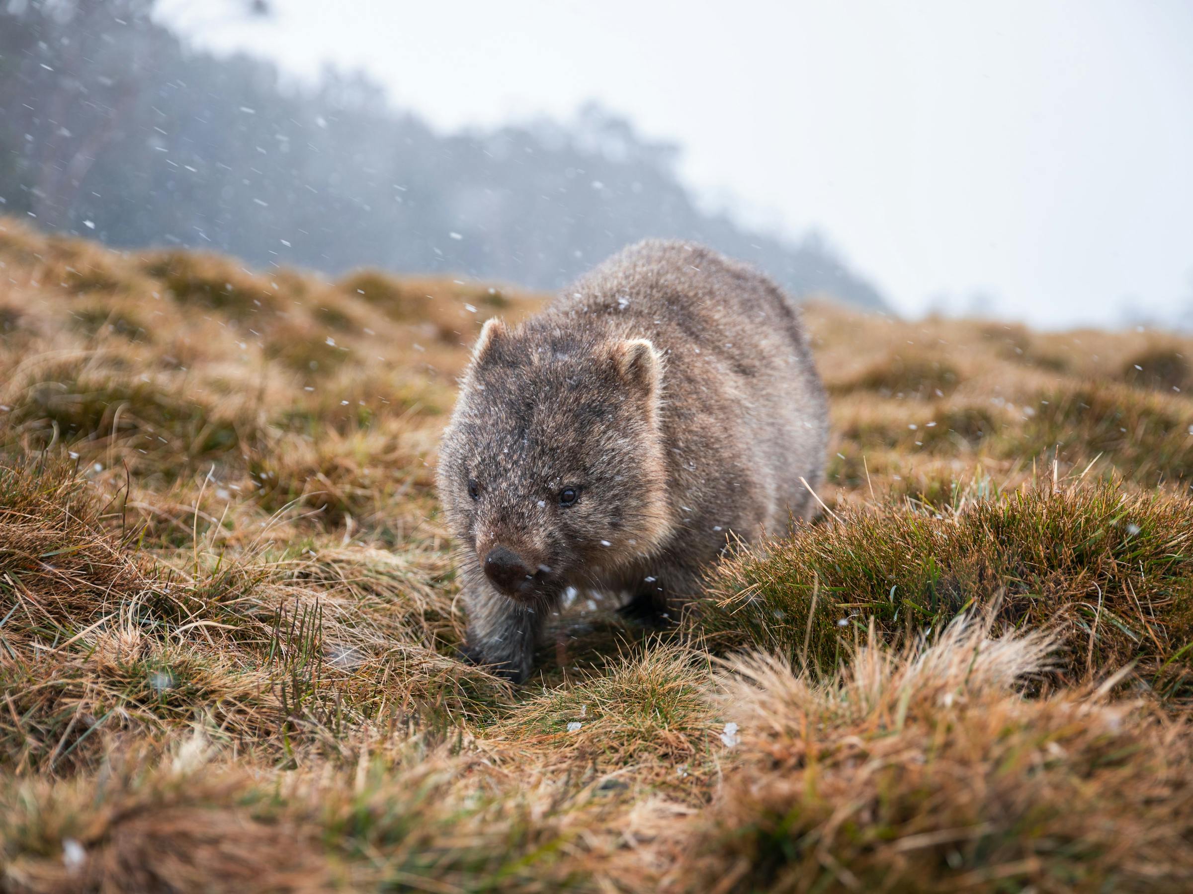 A wombat ambles through alpine grass, its fur damp with mist as mountains fade into a gray background behind.