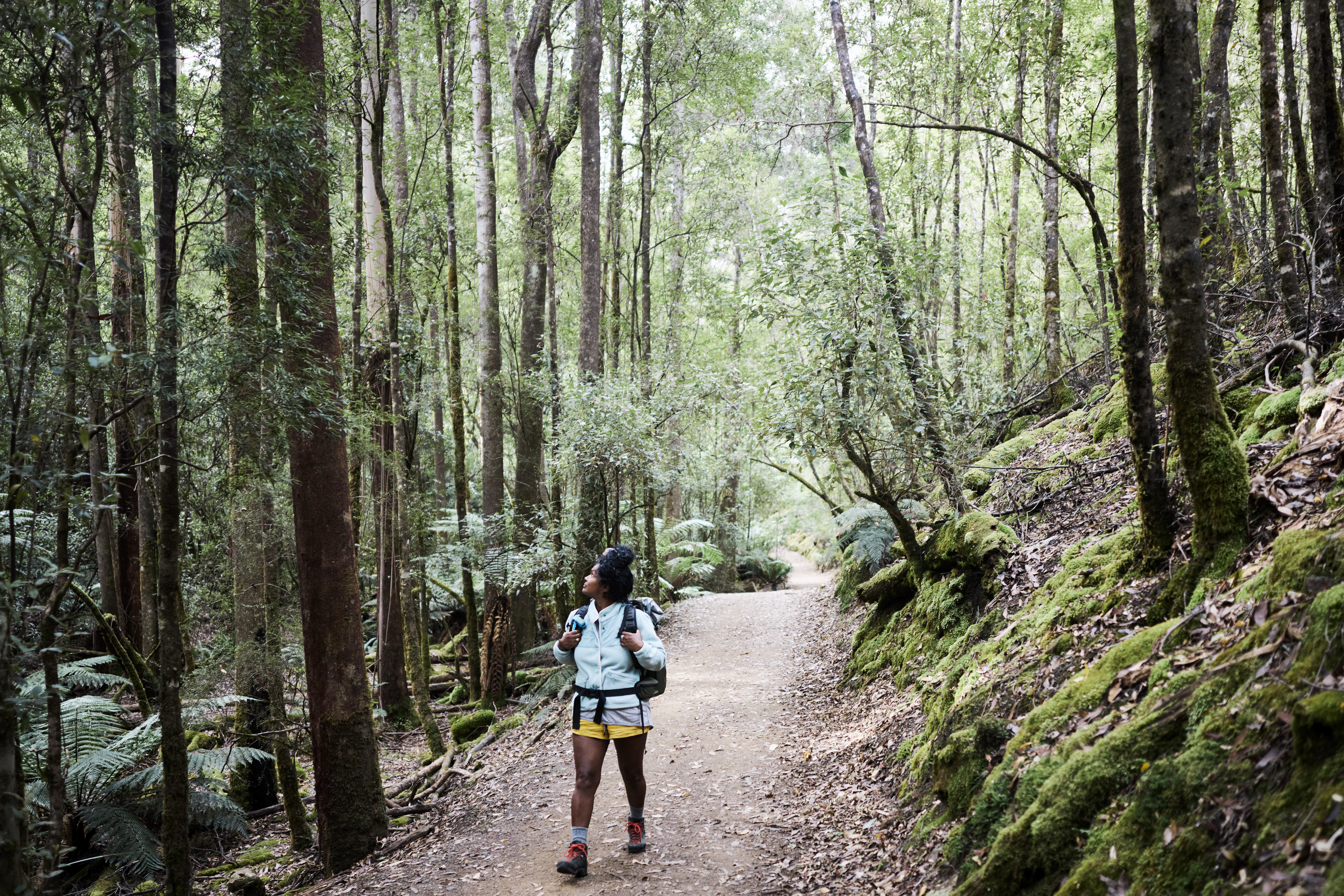 A hiker walks along a forest trail lined with tall trees and ferns, with dappled light on the path behind.