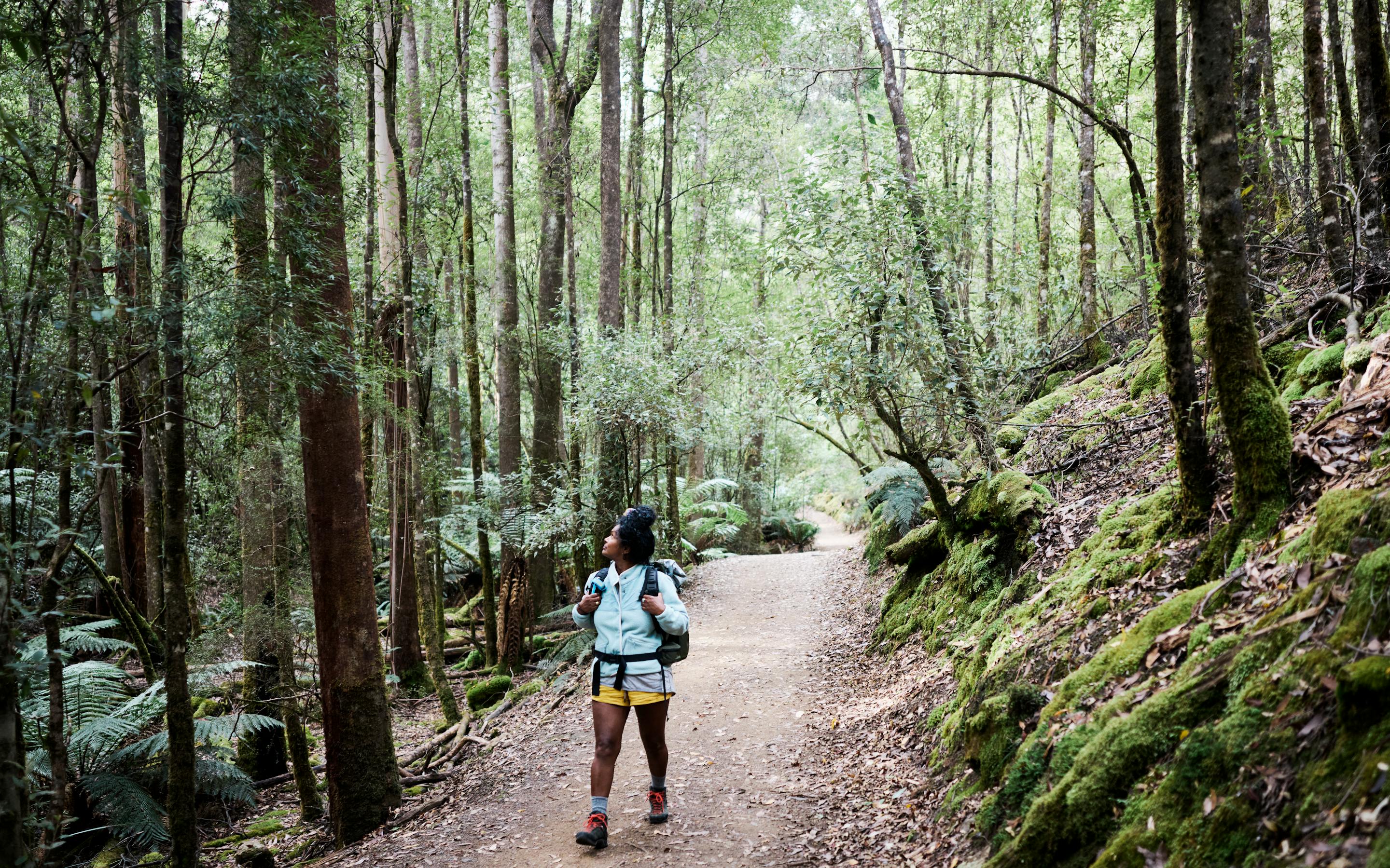 A hiker walks along a forest trail lined with tall trees and ferns, with dappled light on the path behind.