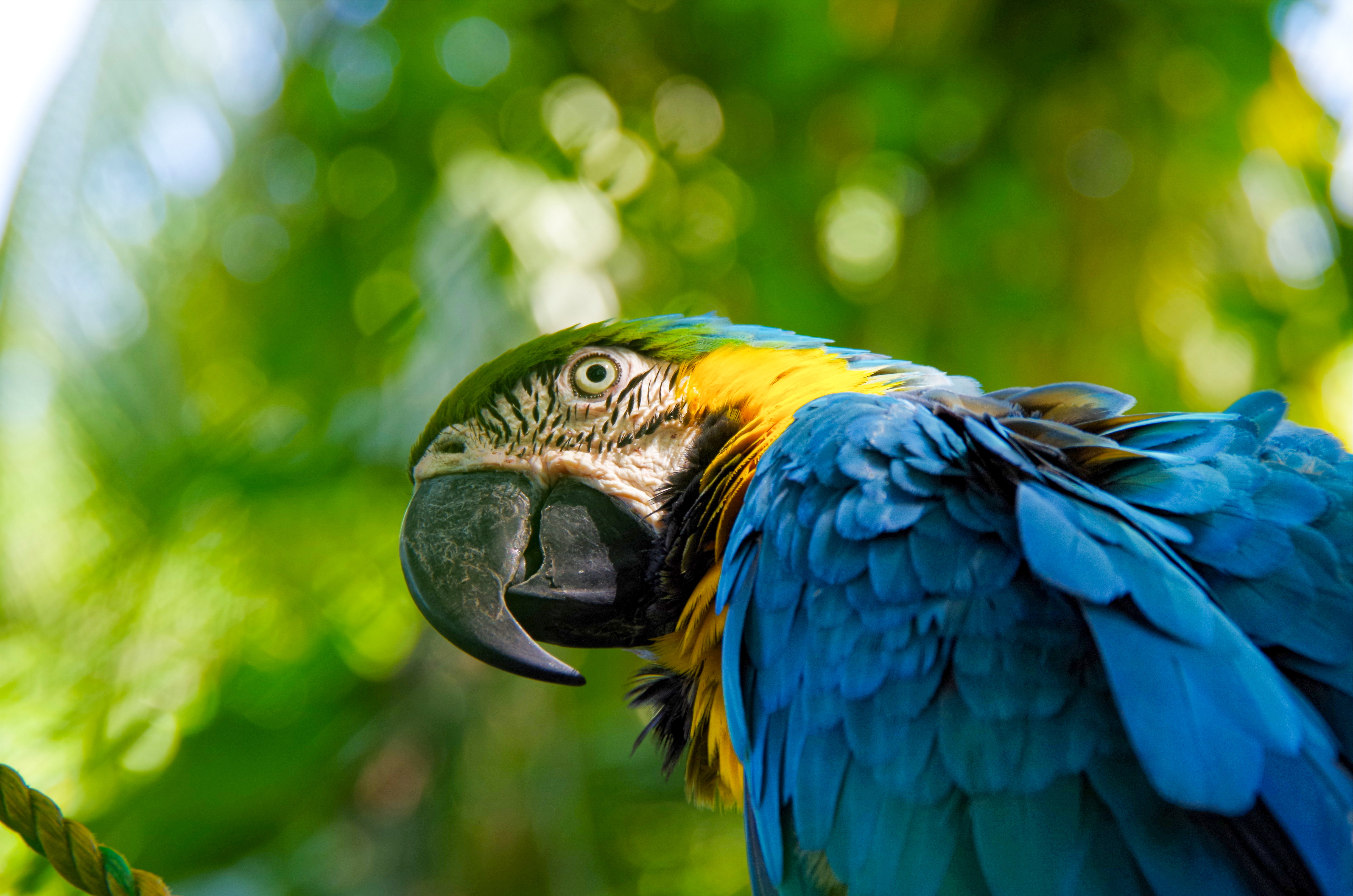 Close-up of a blue-and-gold macaw perched against lush green foliage, its beak and feathers sharply detailed.