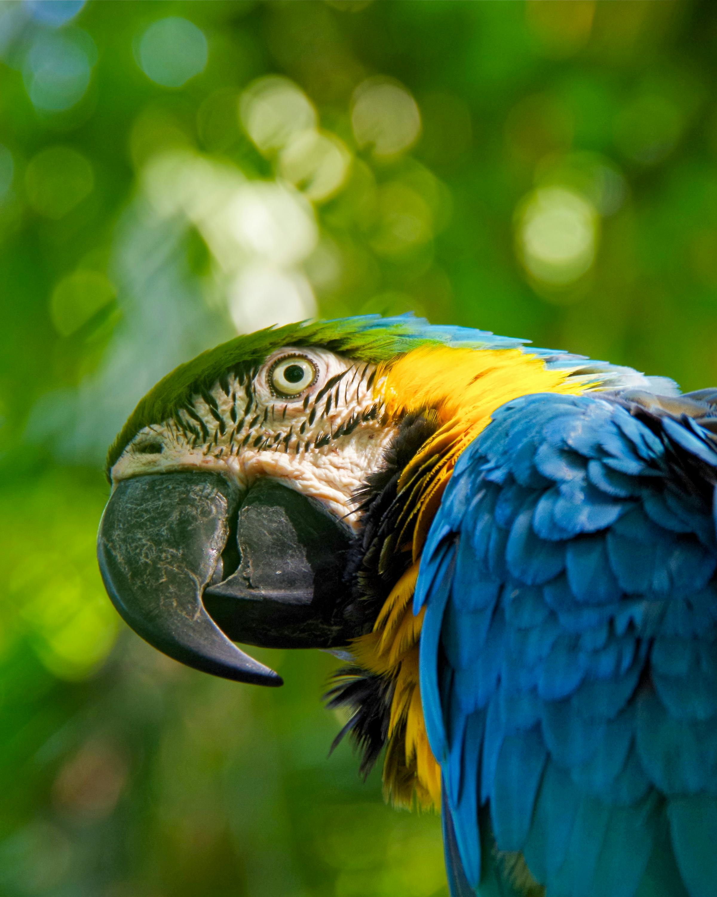 Close-up of a blue-and-gold macaw perched against lush green foliage, its beak and feathers sharply detailed.