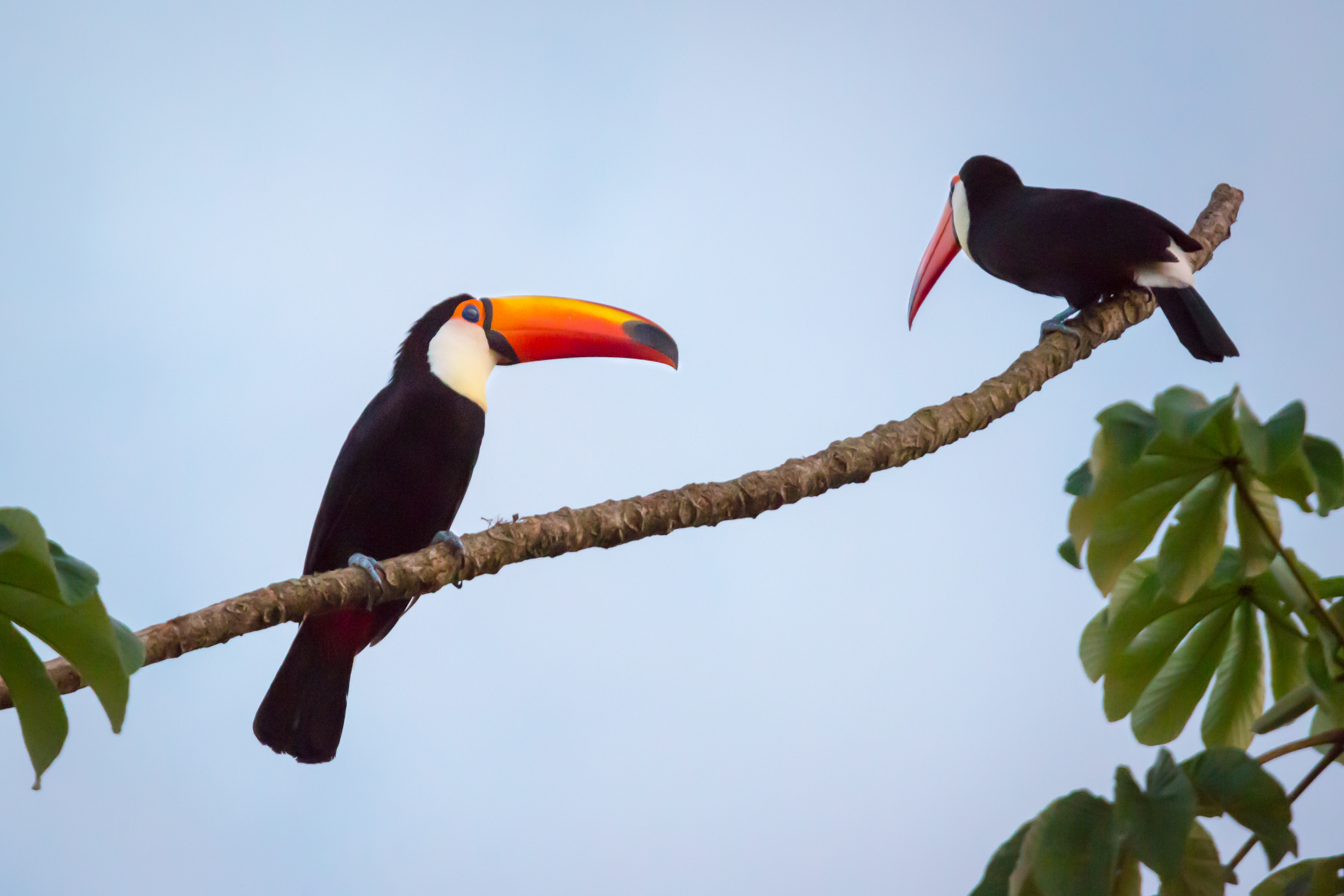 A toucans perch on a branch against pale sky, their colorful beaks and feathers in profile.