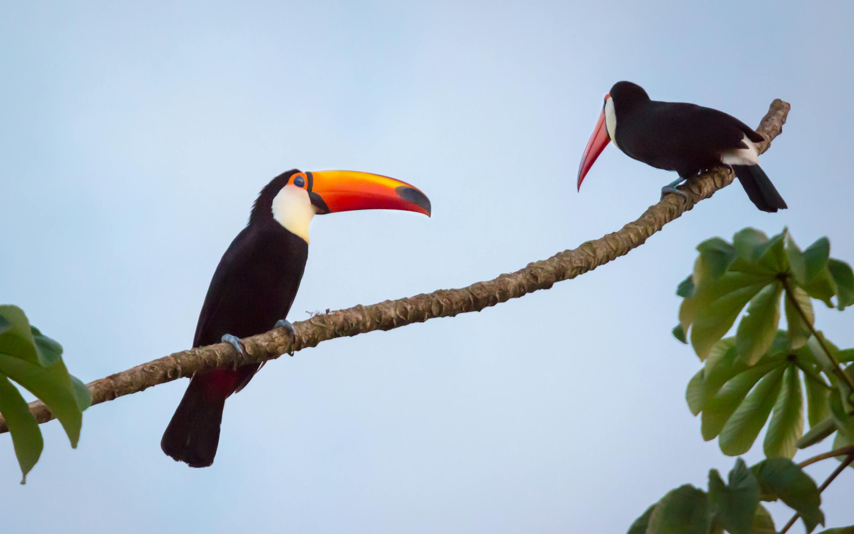 A toucans perch on a branch against pale sky, their colorful beaks and feathers in profile.