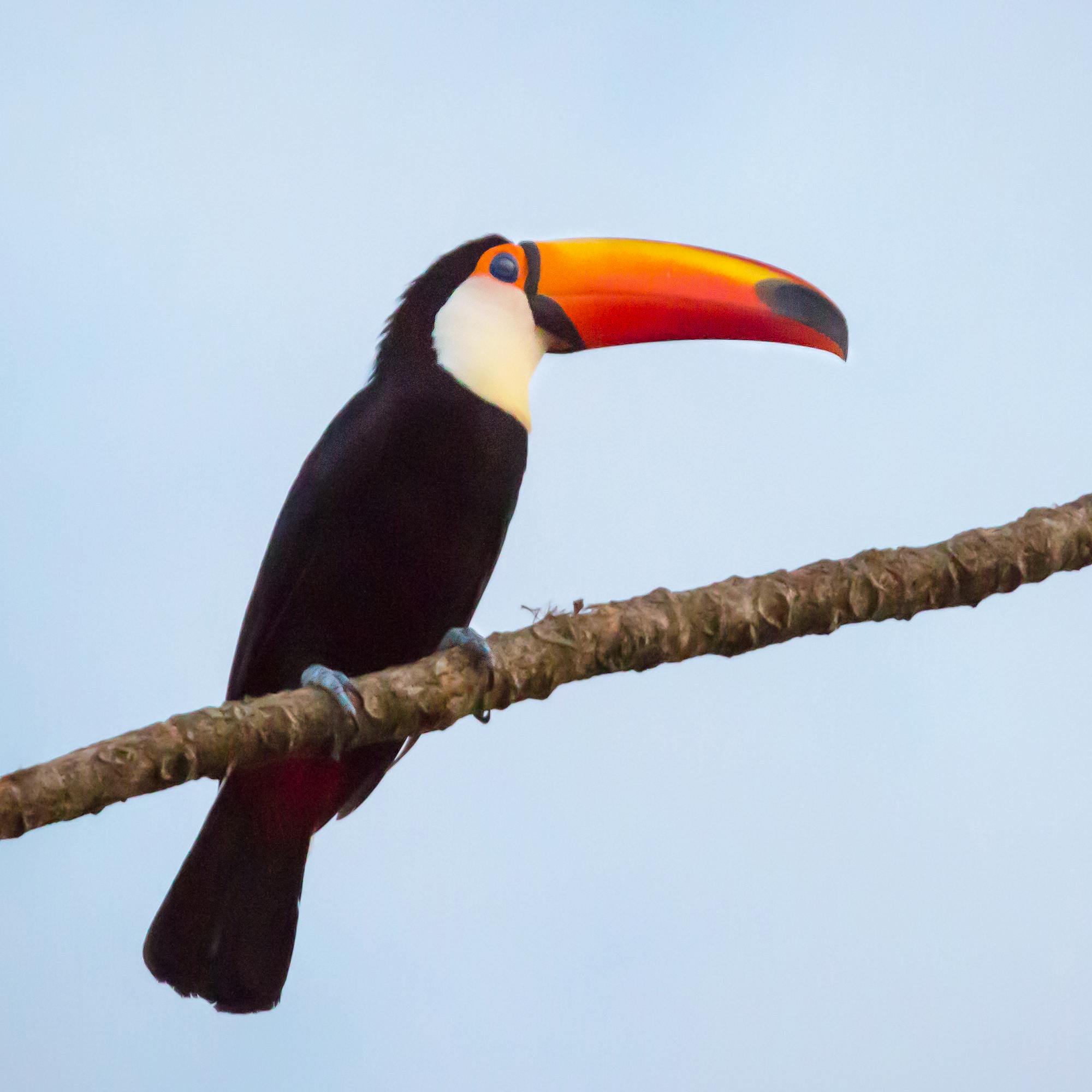 A toucans perch on a branch against pale sky, their colorful beaks and feathers in profile.