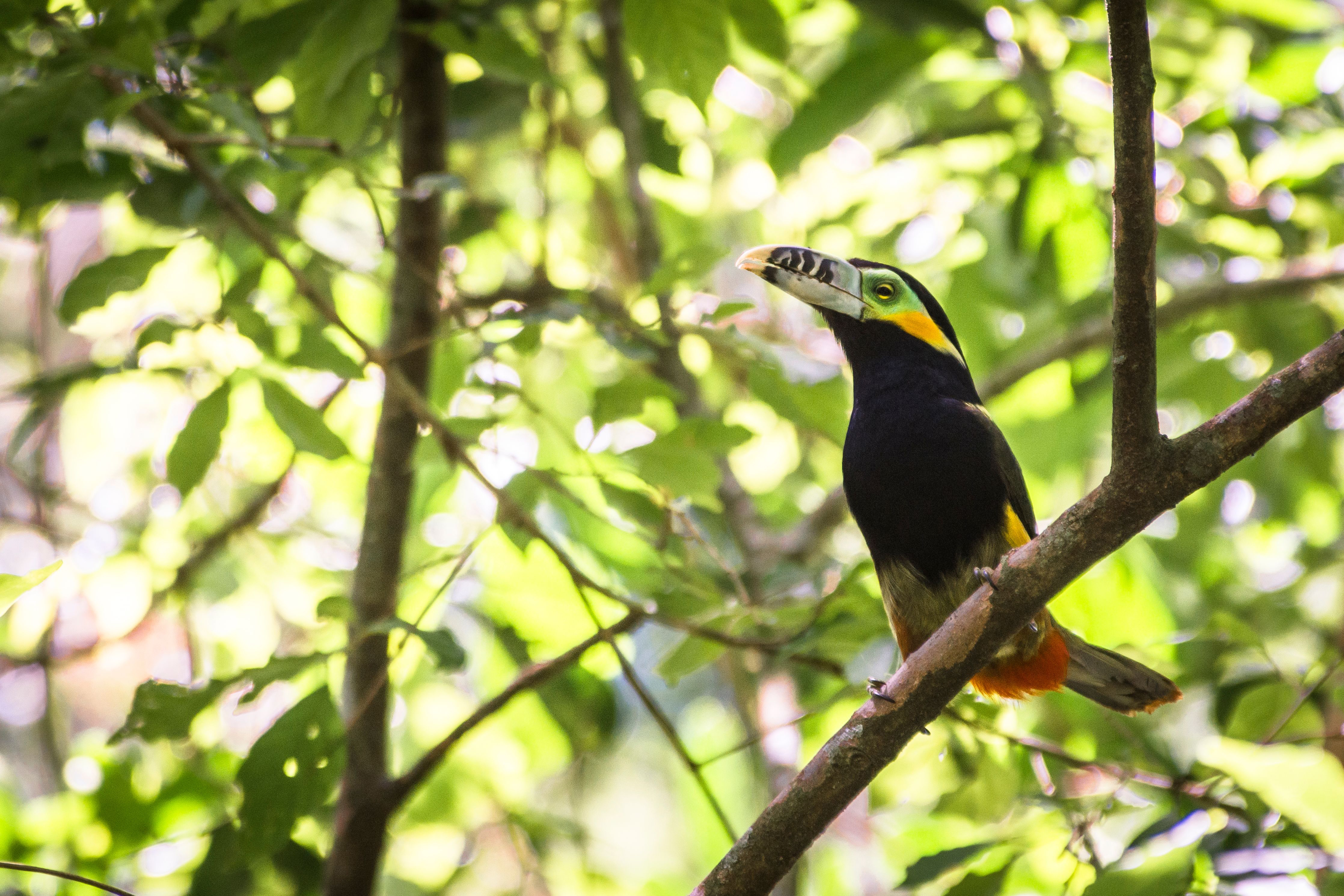 A toucan perches among sunlit leaves in the forest, its large beak and black plumage standing out in shade.
