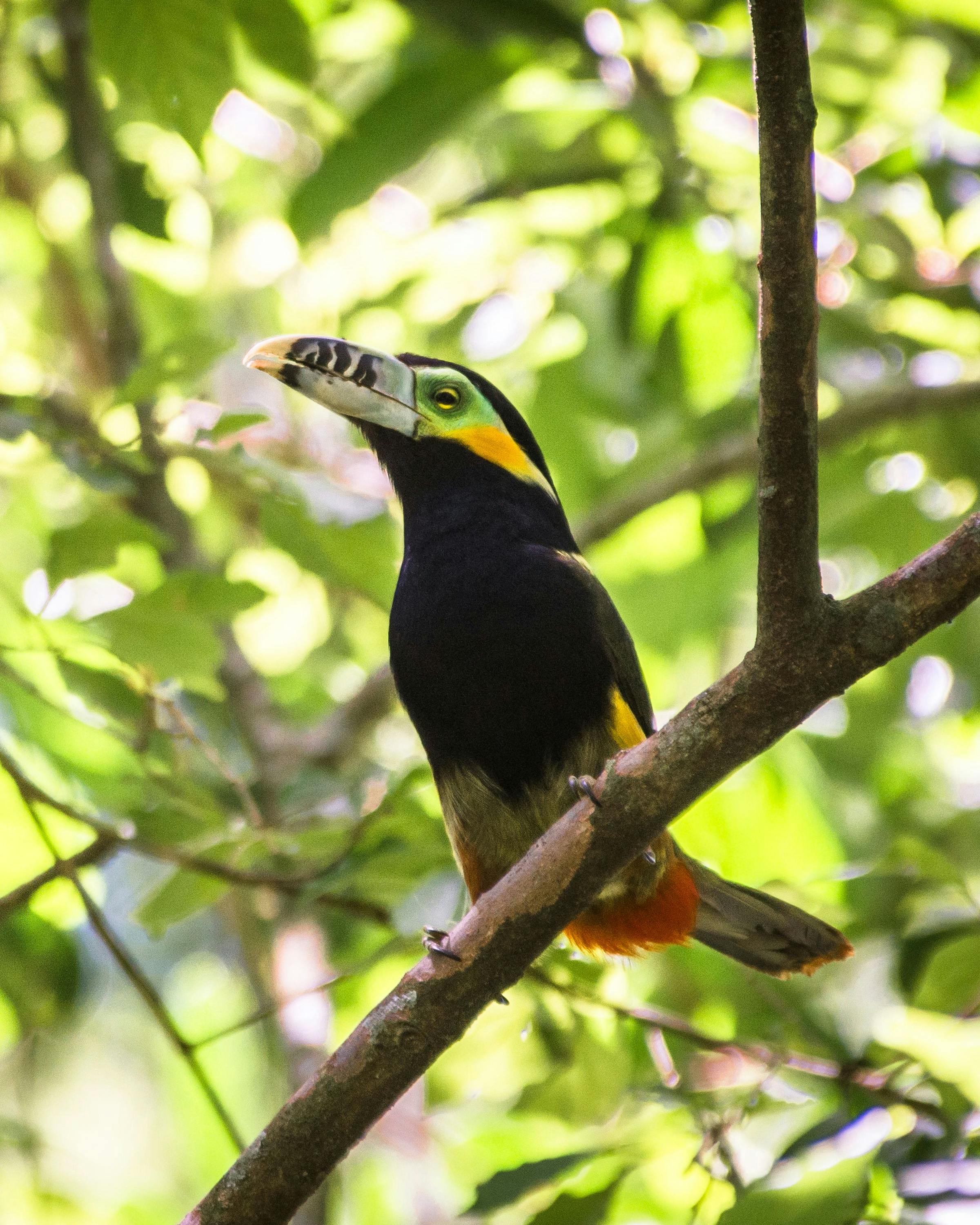 A toucan perches among sunlit leaves in the forest, its large beak and black plumage standing out in shade.