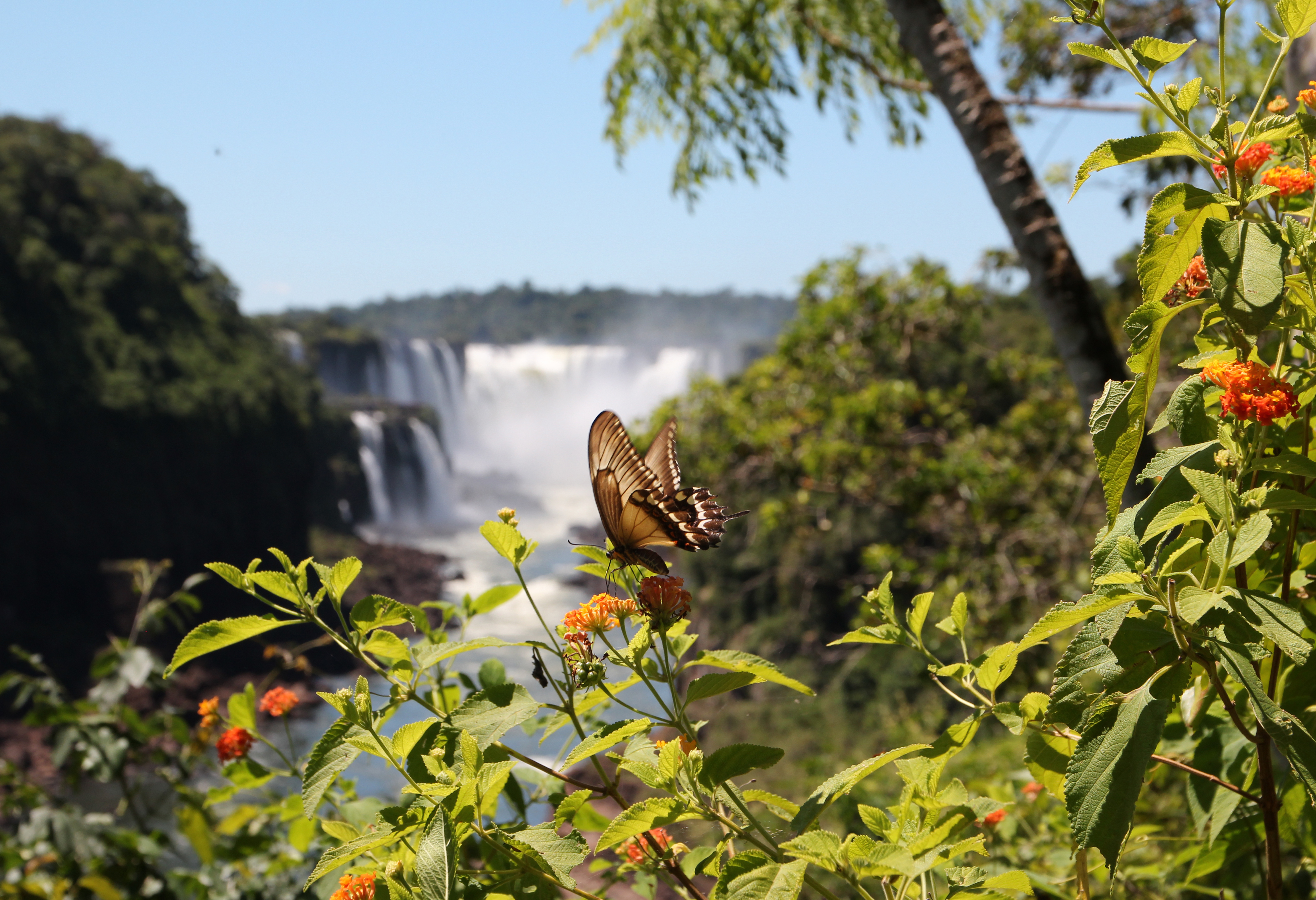 A butterfly rests on leafy stems with Iguazu Falls blurred in the background, mist rising above the cascades.
