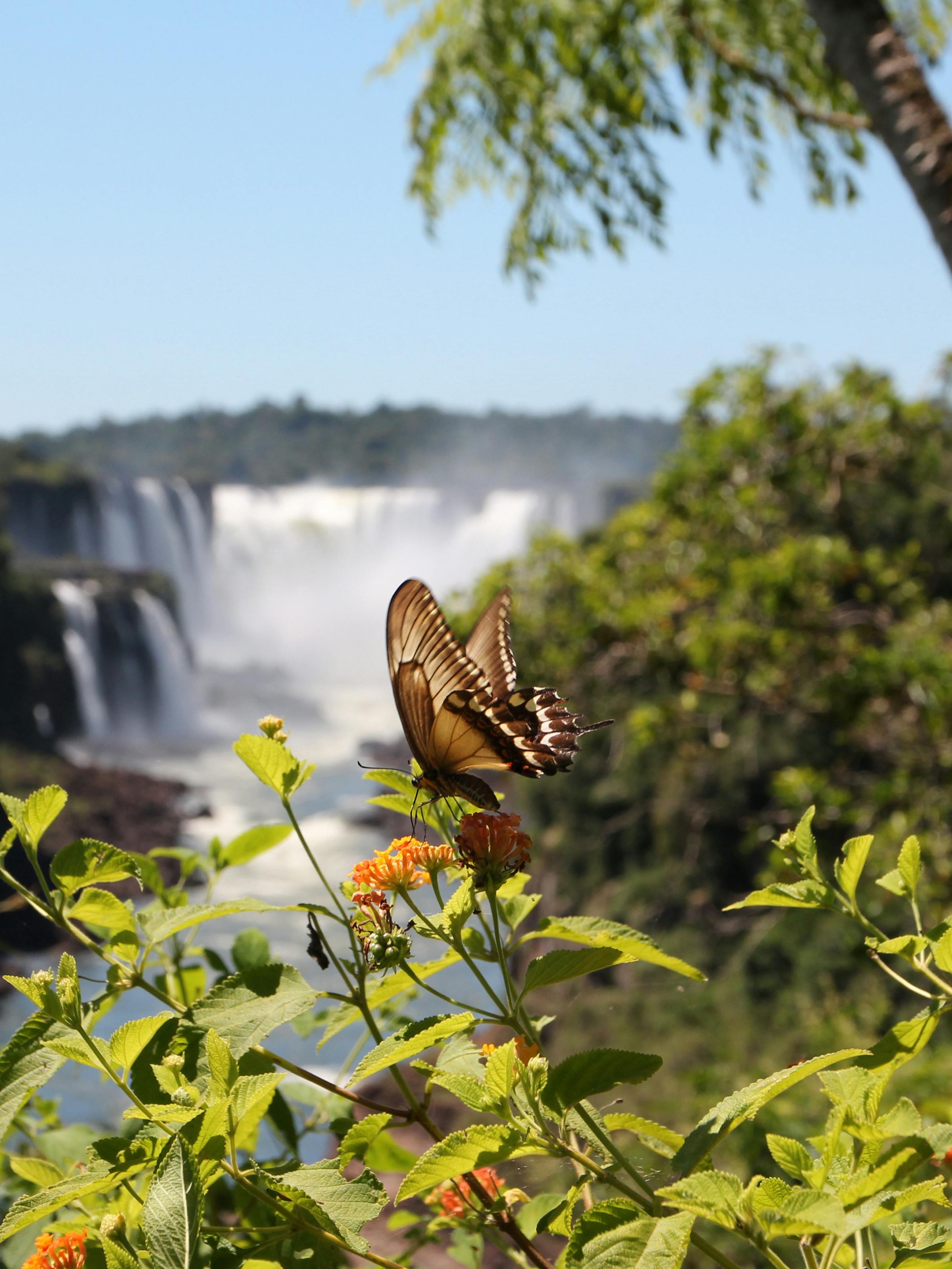 A butterfly rests on leafy stems with Iguazu Falls blurred in the background, mist rising above the cascades.