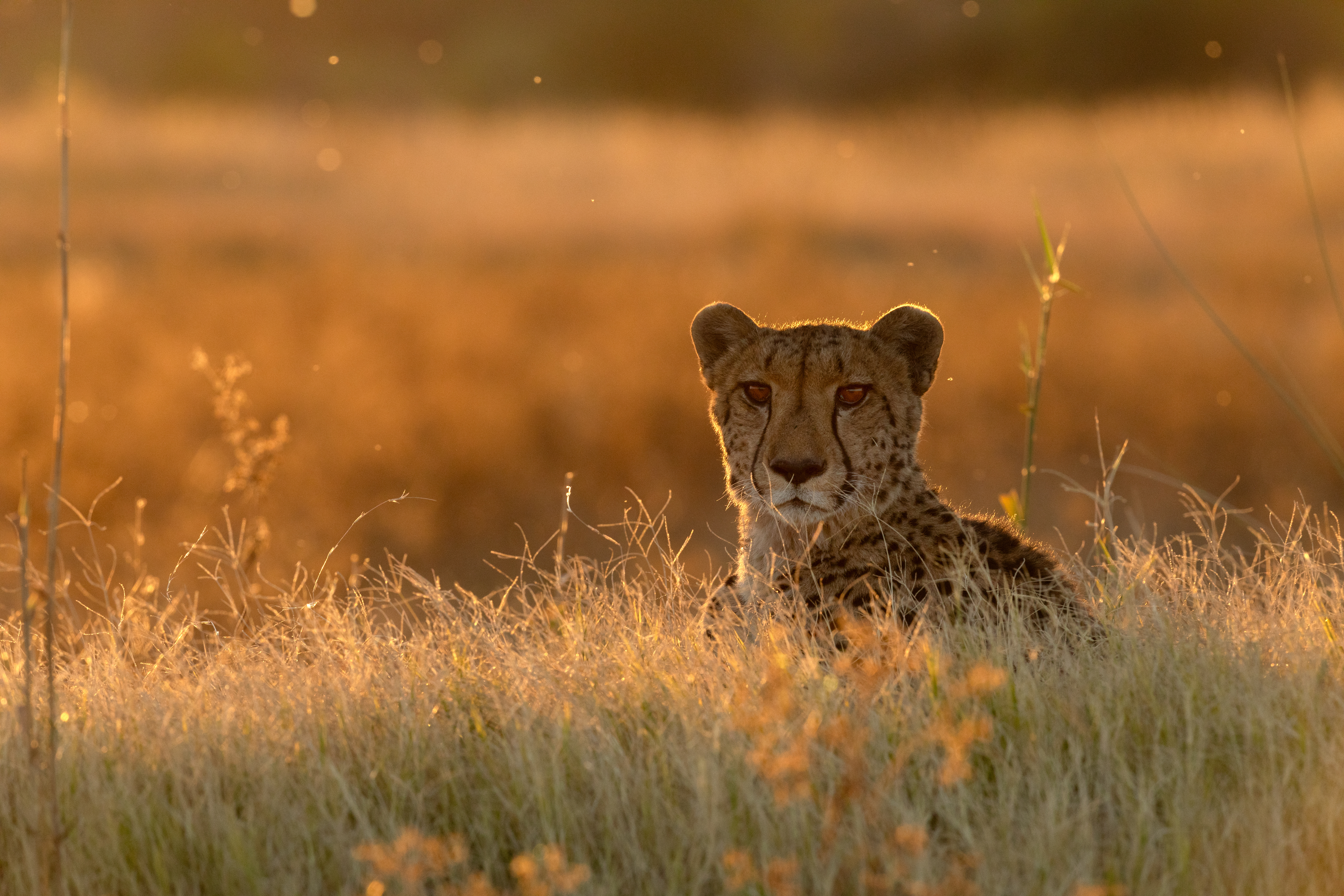 A cheetah sits alert in tall golden grass at sunset, scanning the plain while its spotted coat glows warmly.