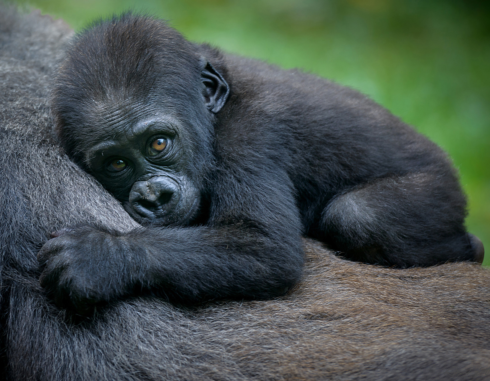 A baby gorilla rests against an adult gorilla’s chest, eyes open, with soft green foliage in the forest.