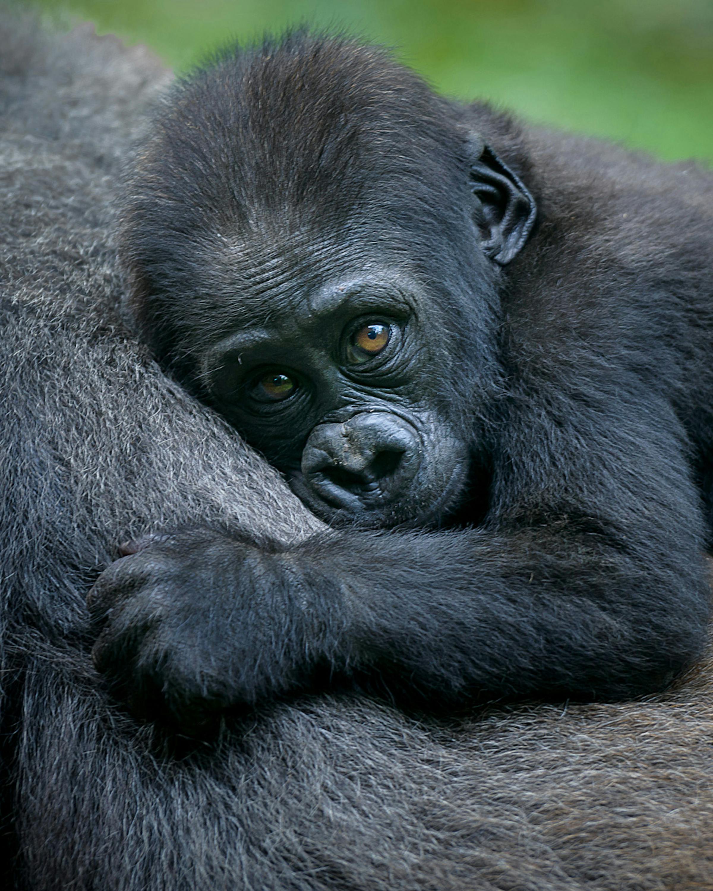 A baby gorilla rests against an adult gorilla’s chest, eyes open, with soft green foliage in the forest.