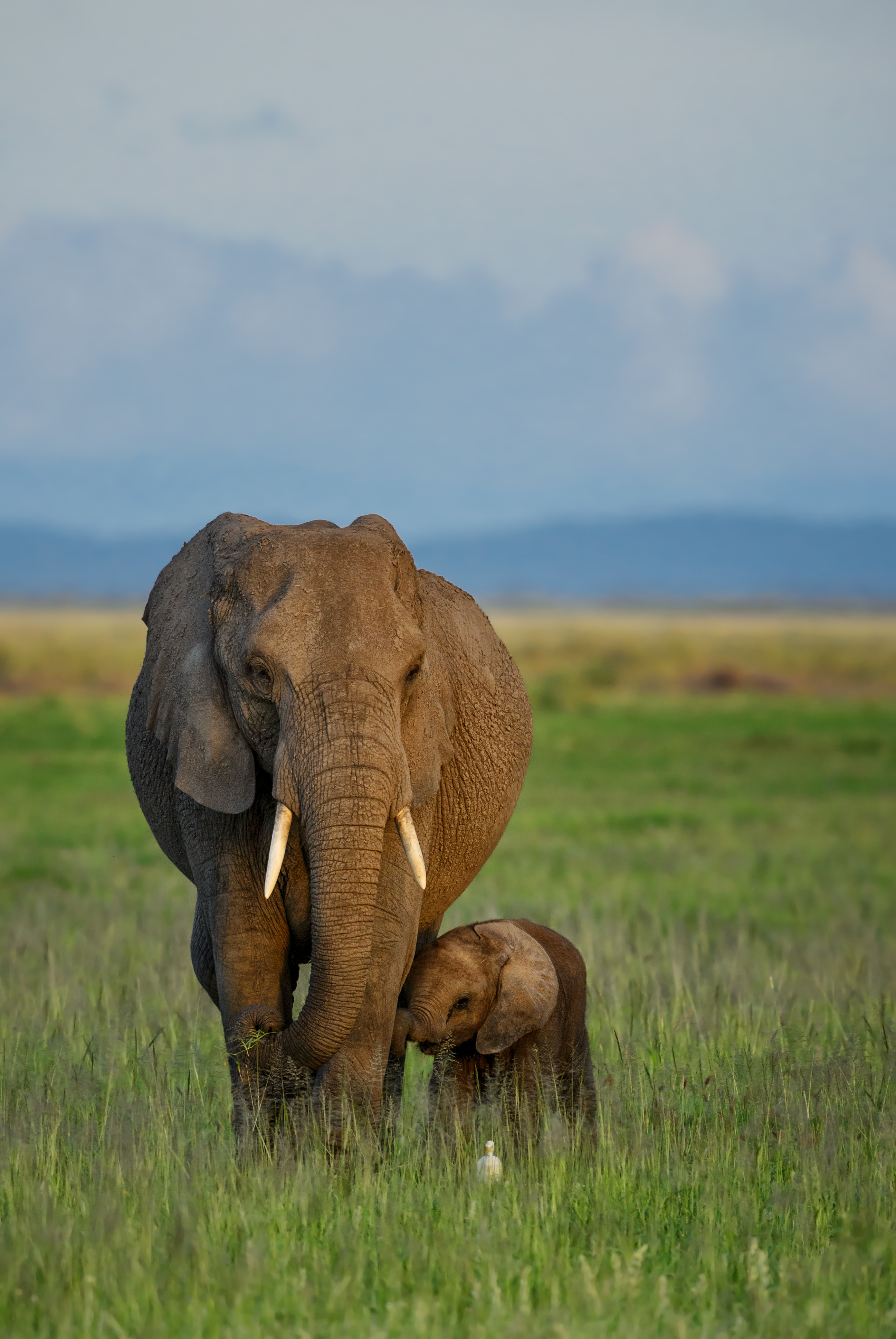 An adult elephant walks with a small calf across open grassland, with distant hills and clouds on the horizon.