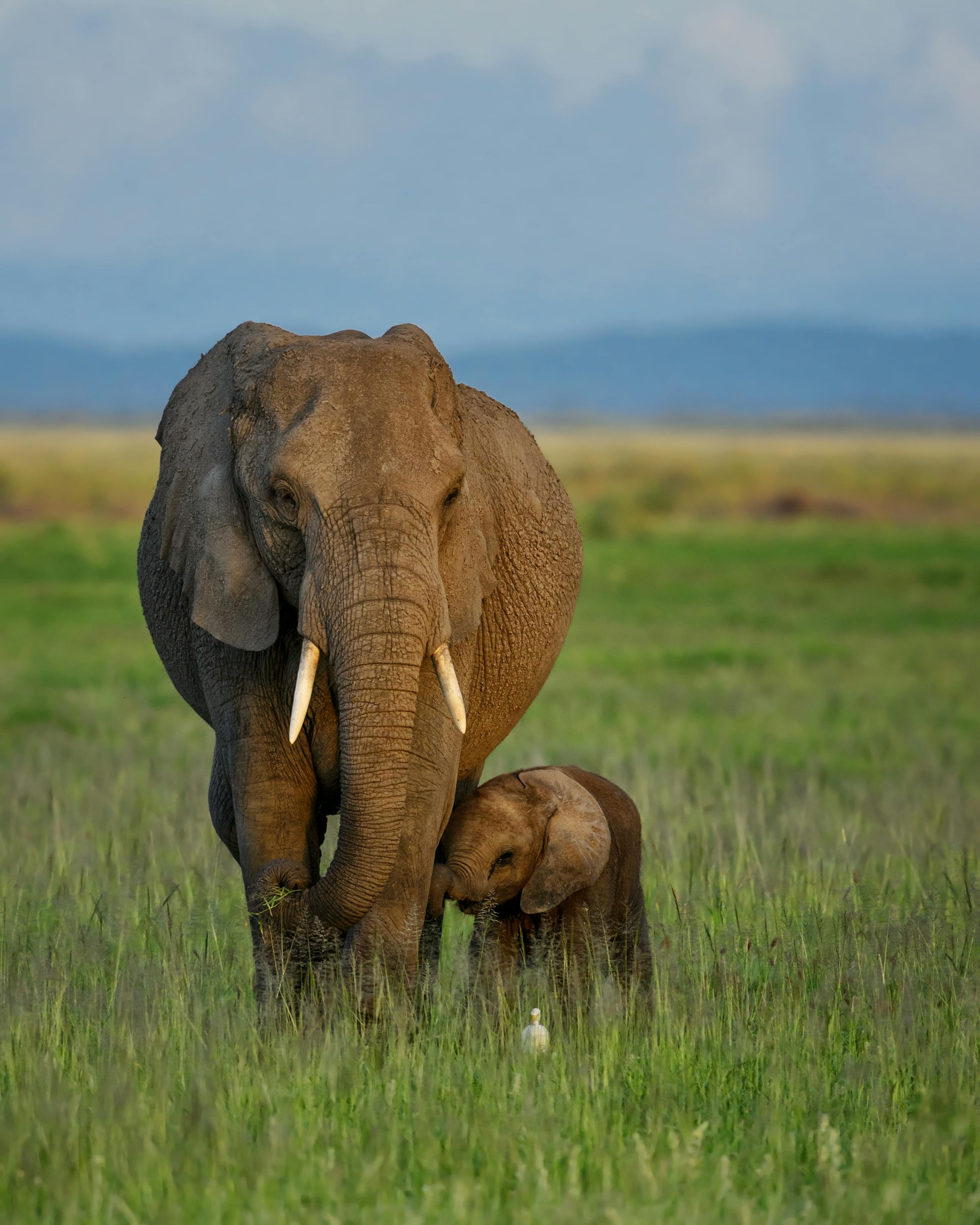 An adult elephant walks with a small calf across open grassland, with distant hills and clouds on the horizon.