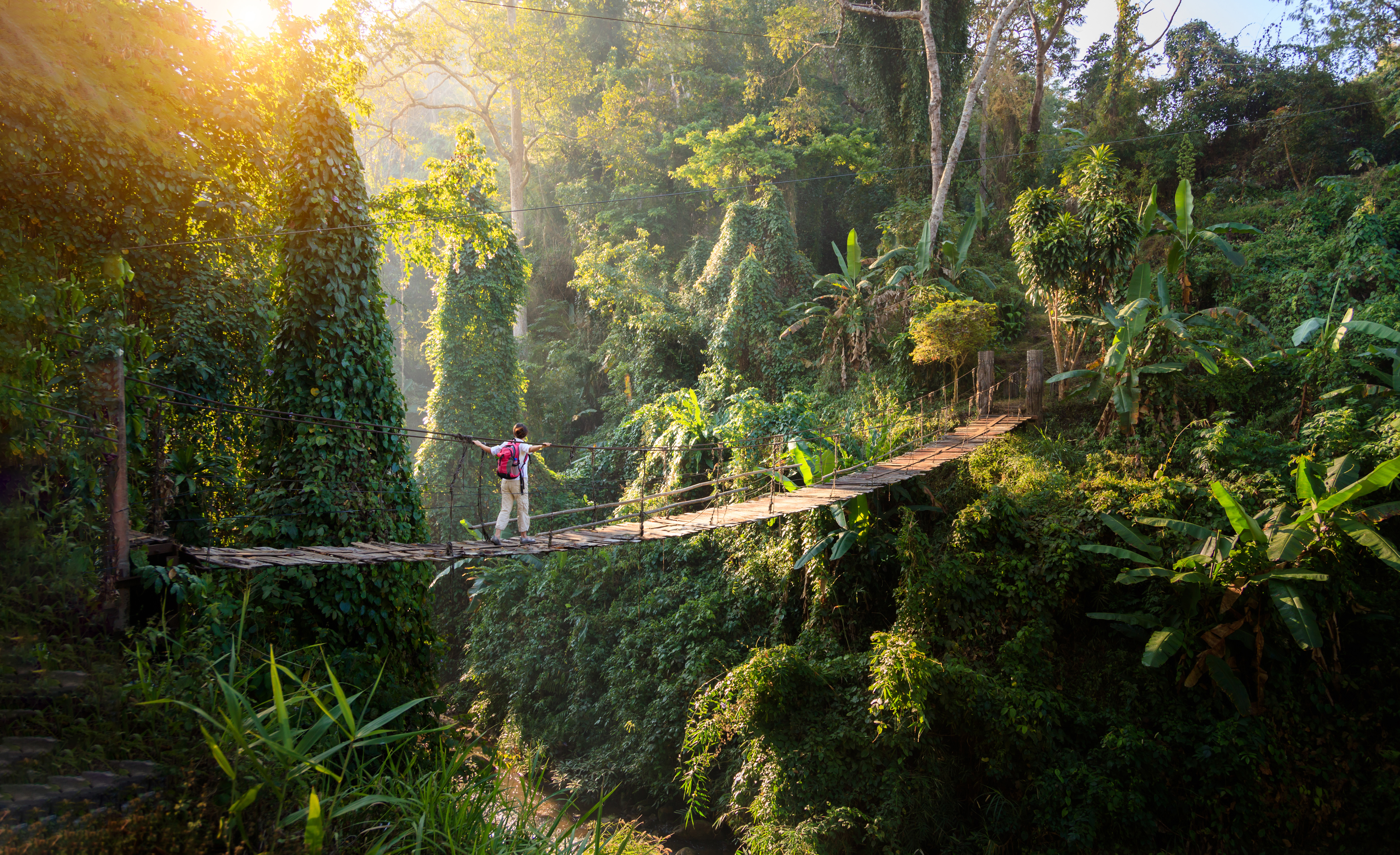 Person walks across a rope bridge above lush rainforest at sunrise.