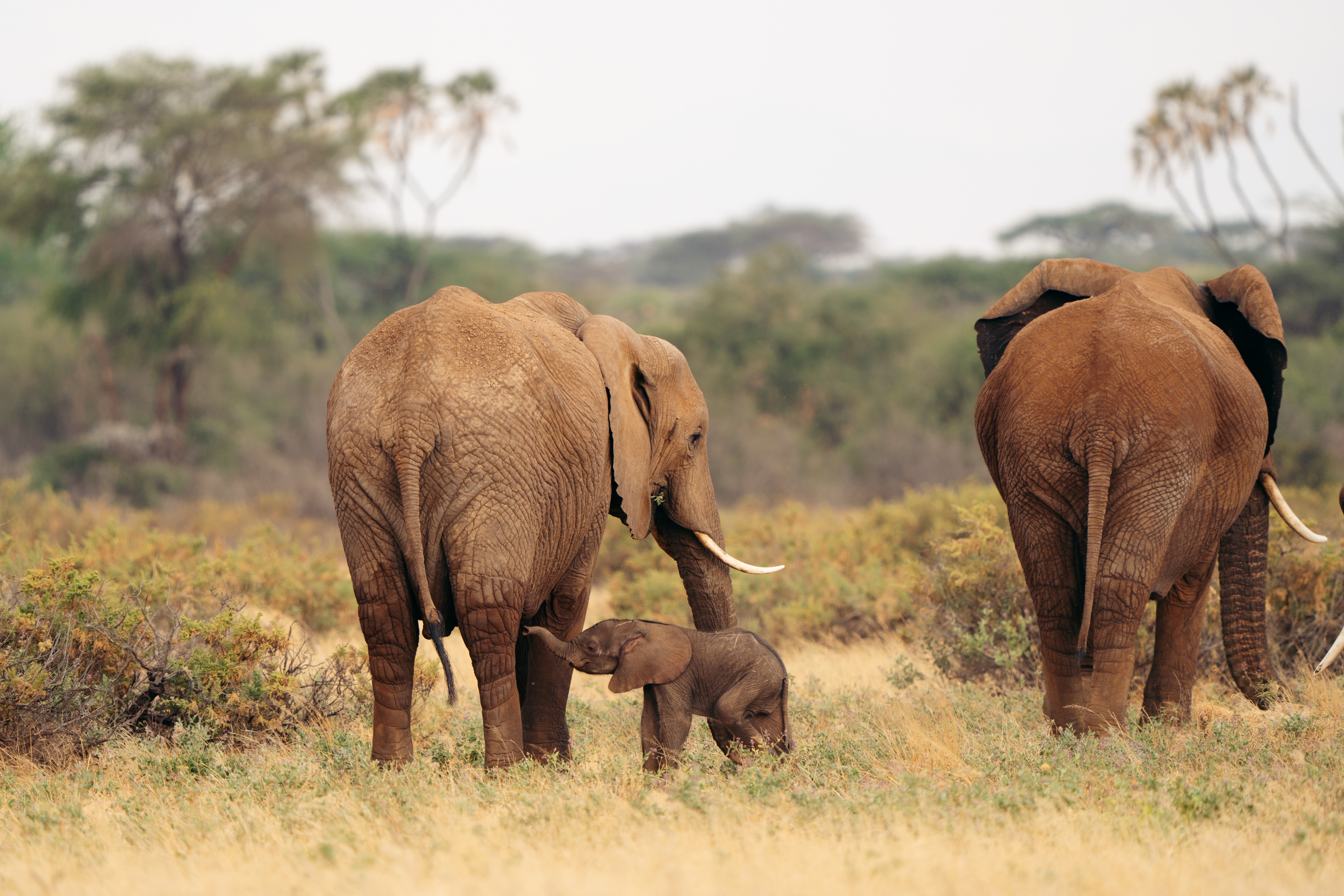 Two elephants and a calf walk through tall grass, their backs lit by warm sun with hazy hills behind them.