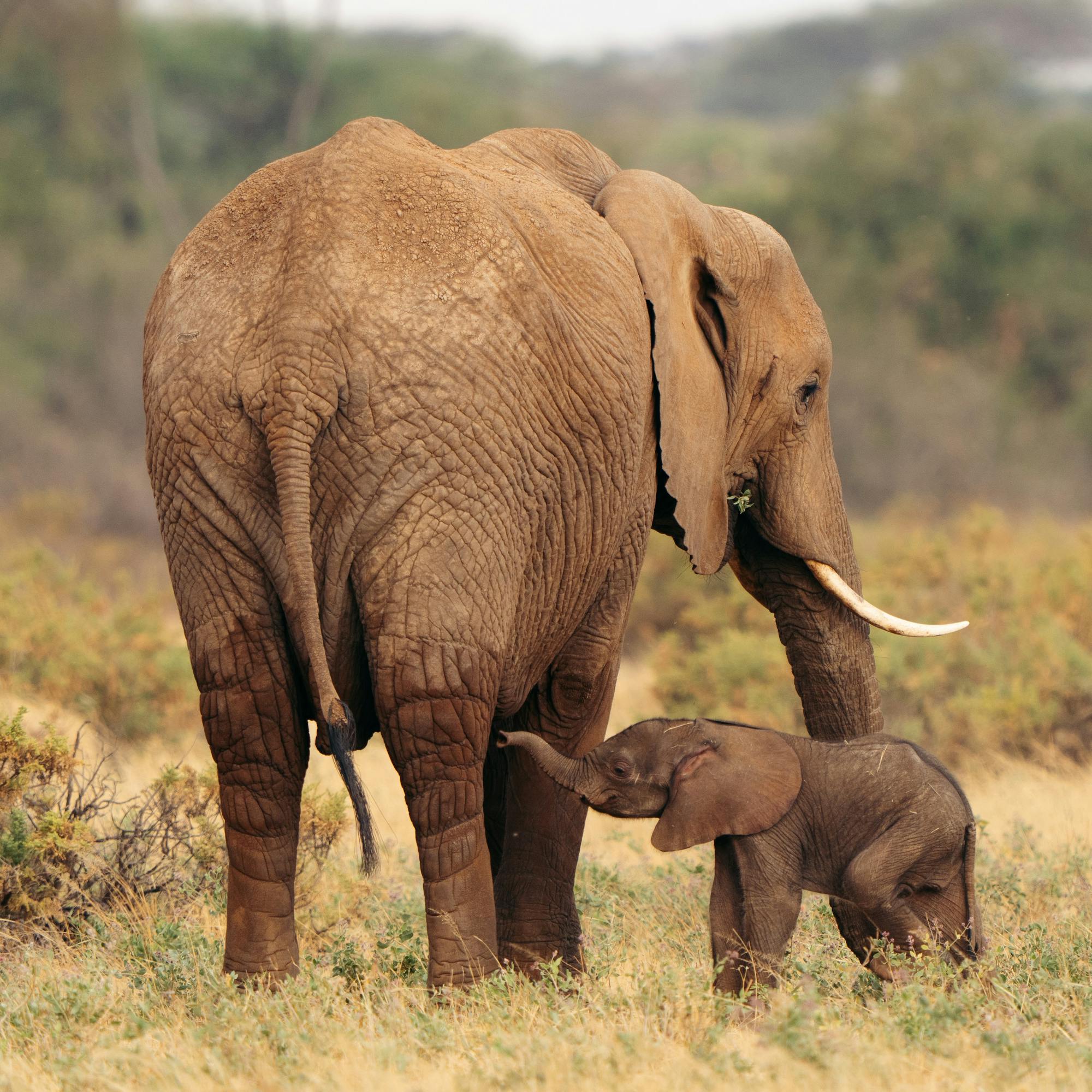 Two elephants and a calf walk through tall grass, their backs lit by warm sun with hazy hills behind them.