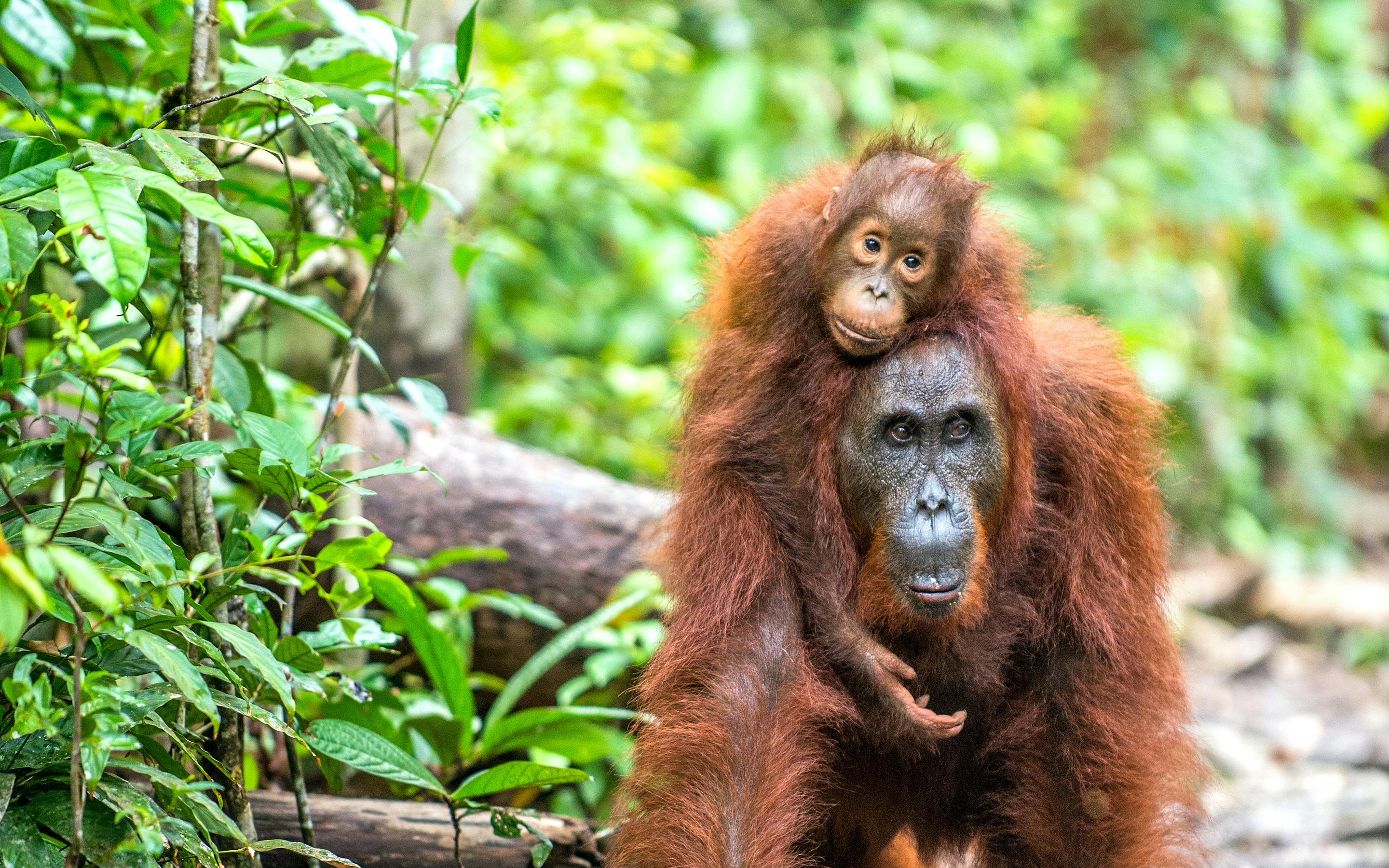 Orangutan sits on the forest floor surrounded by green leaves.