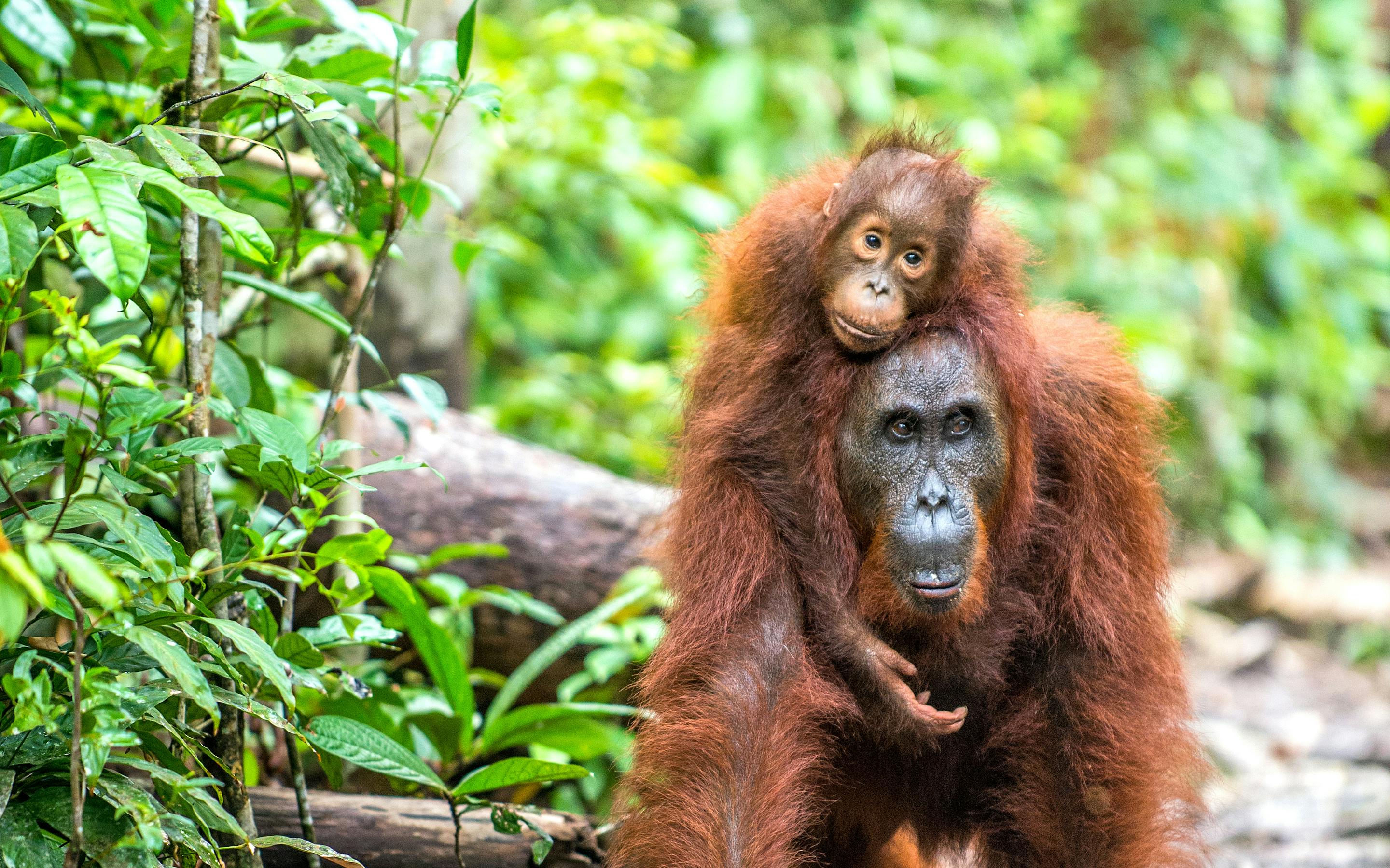 Orangutan sits on the forest floor surrounded by green leaves.