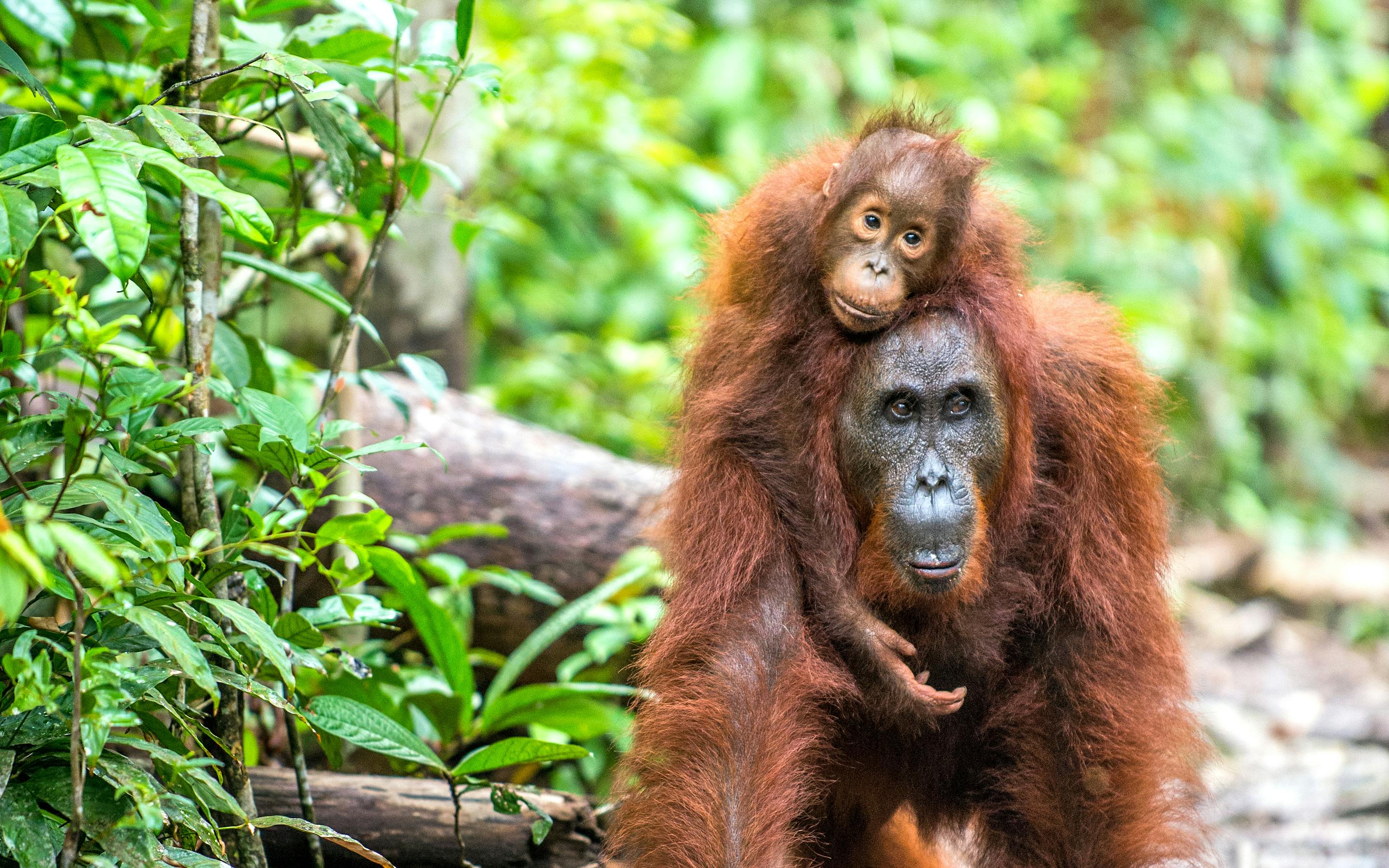 Orangutan sits on the forest floor surrounded by green leaves.