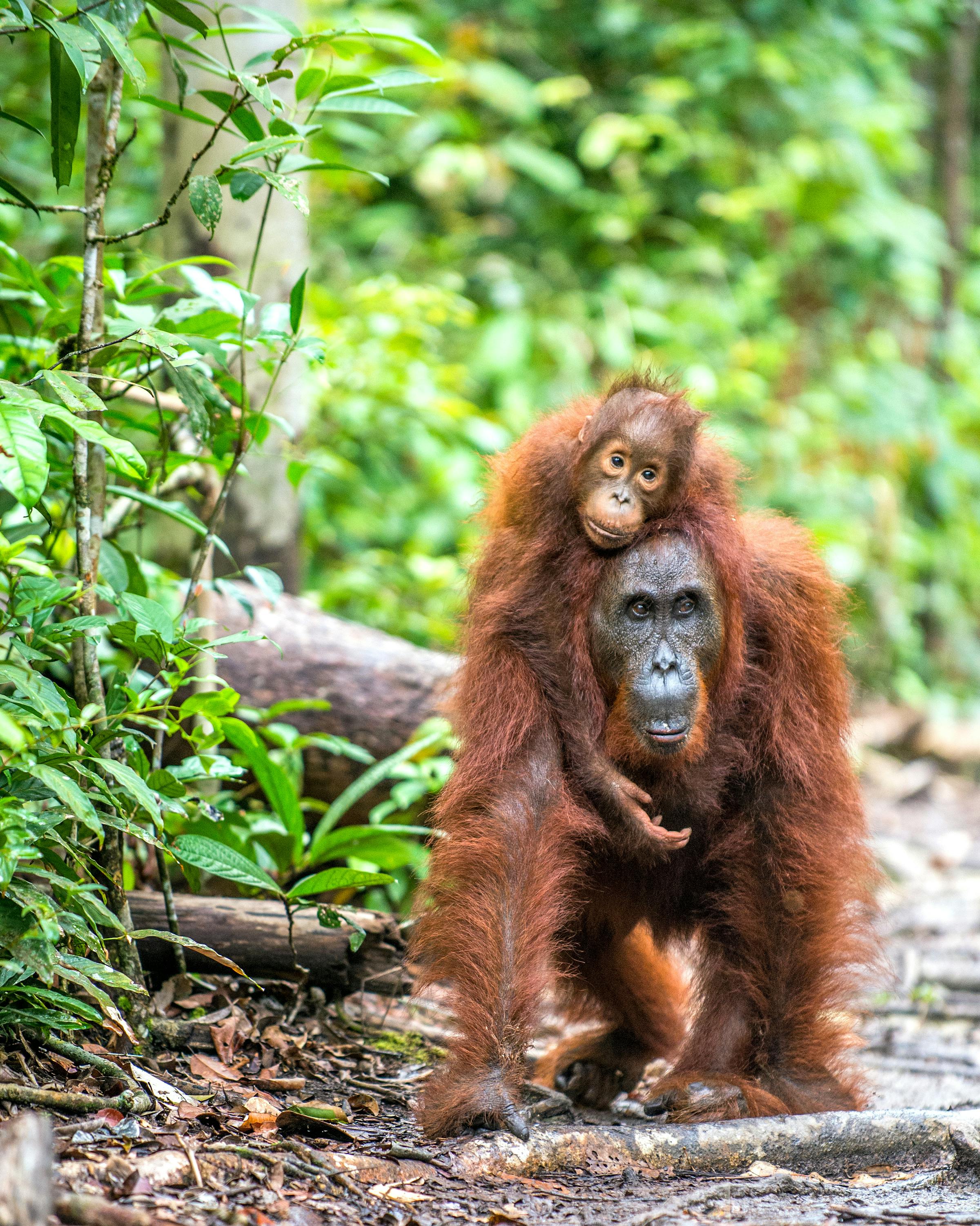 Orangutan sits on the forest floor surrounded by green leaves.