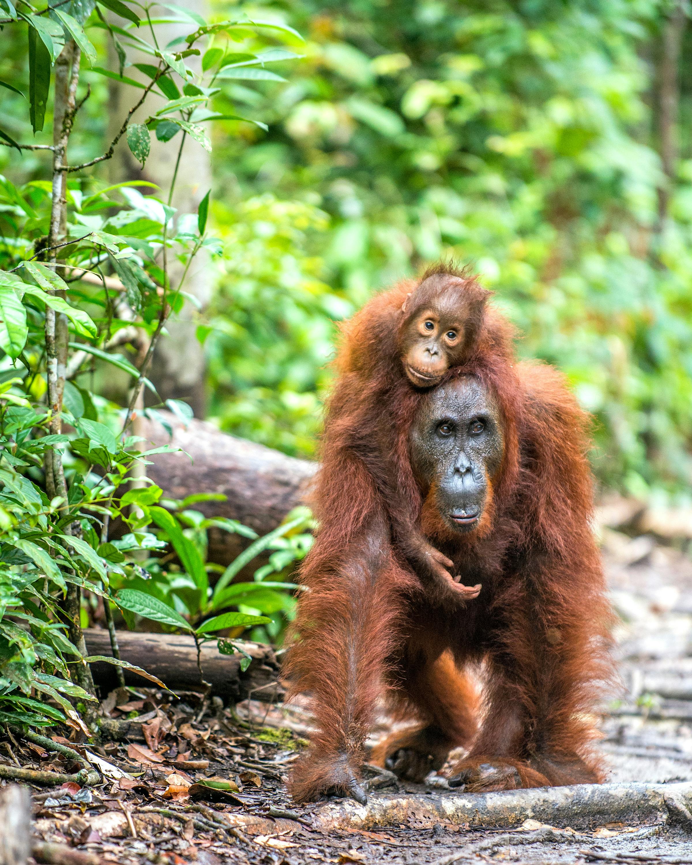 Orangutan sits on the forest floor surrounded by green leaves.