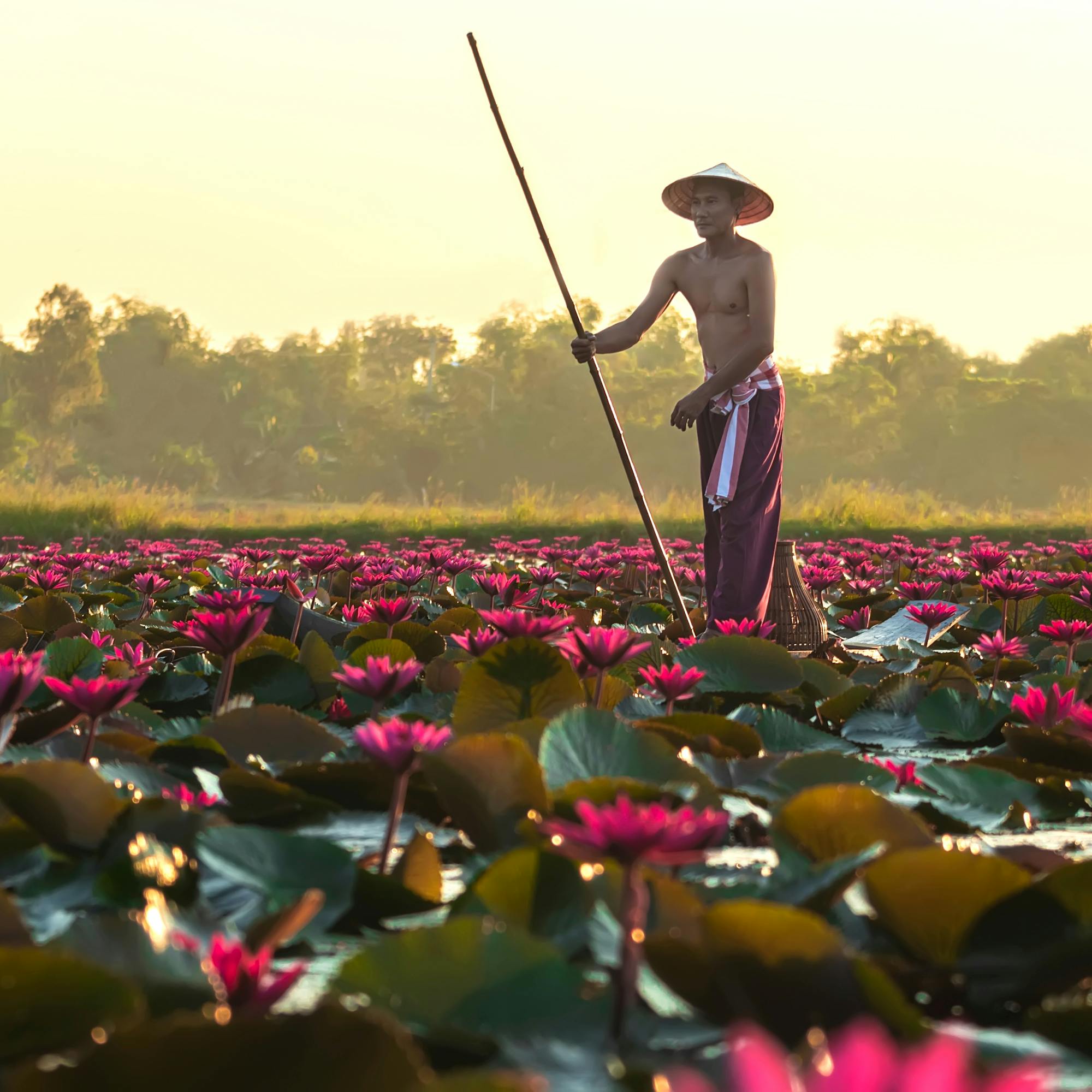 Person stands in a lotus pond at sunrise holding a long pole.