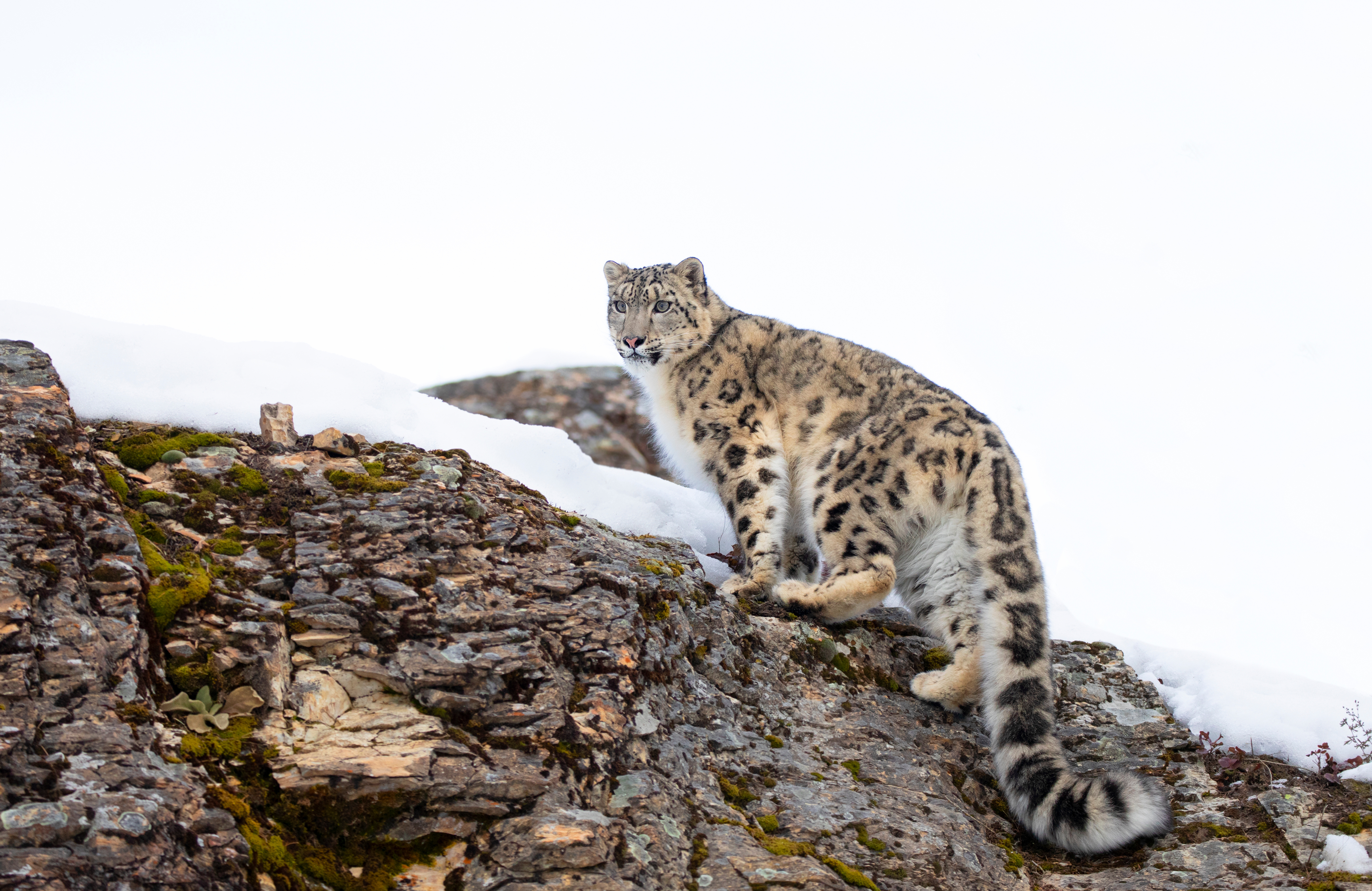 Snow leopard stands on a rocky ledge with patches of snow.