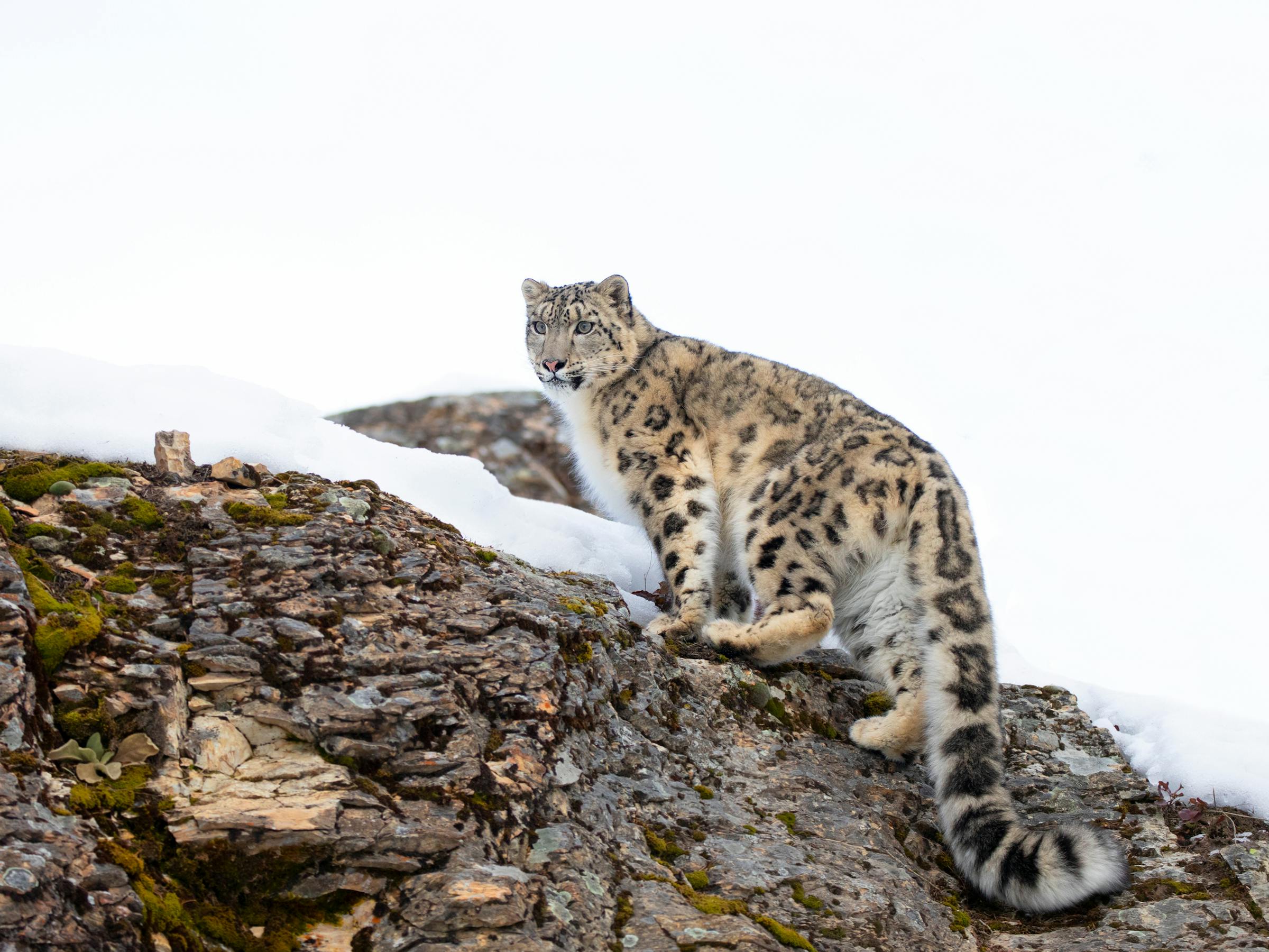 Snow leopard stands on a rocky ledge with patches of snow.