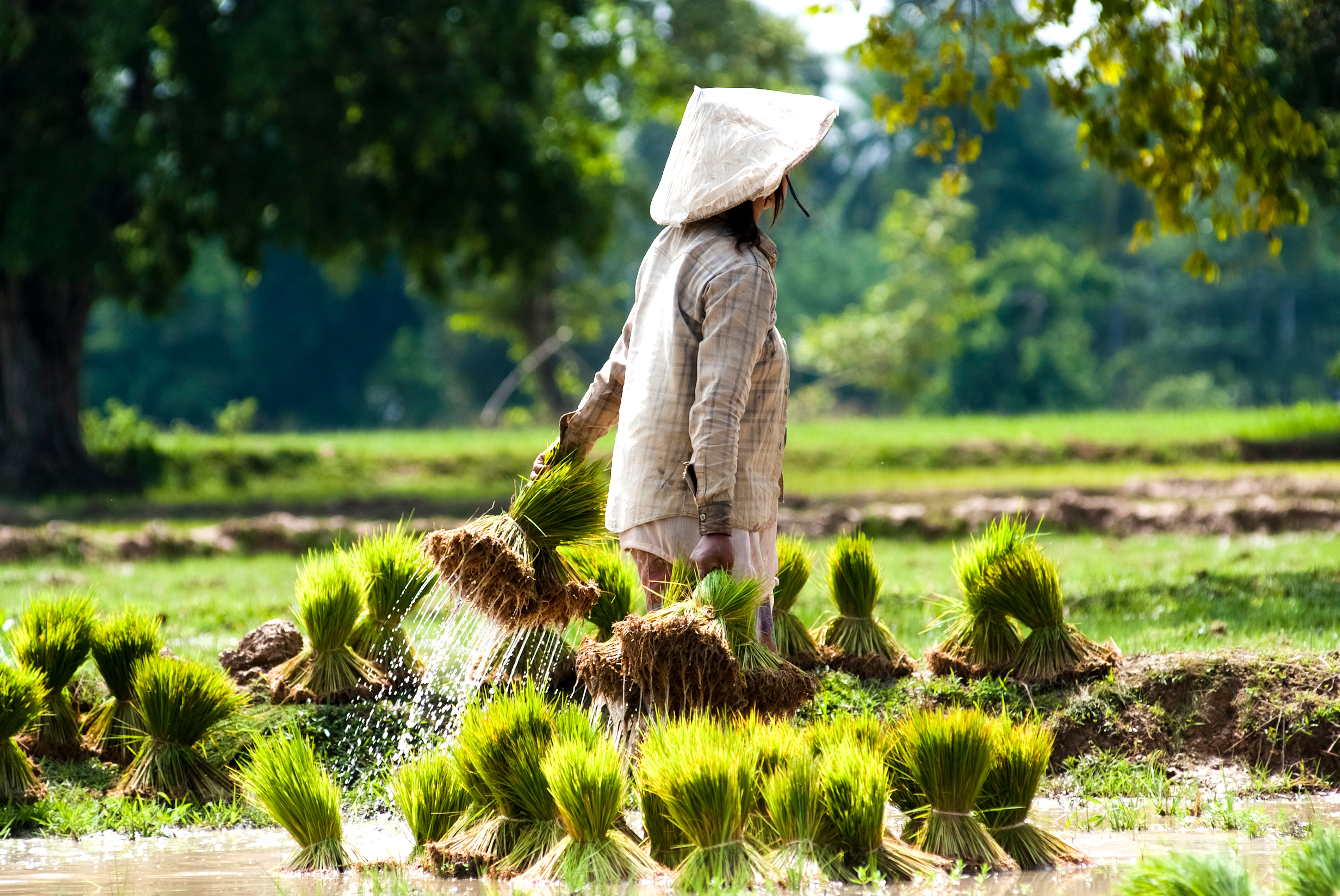 Person harvests rice plants in a green field.