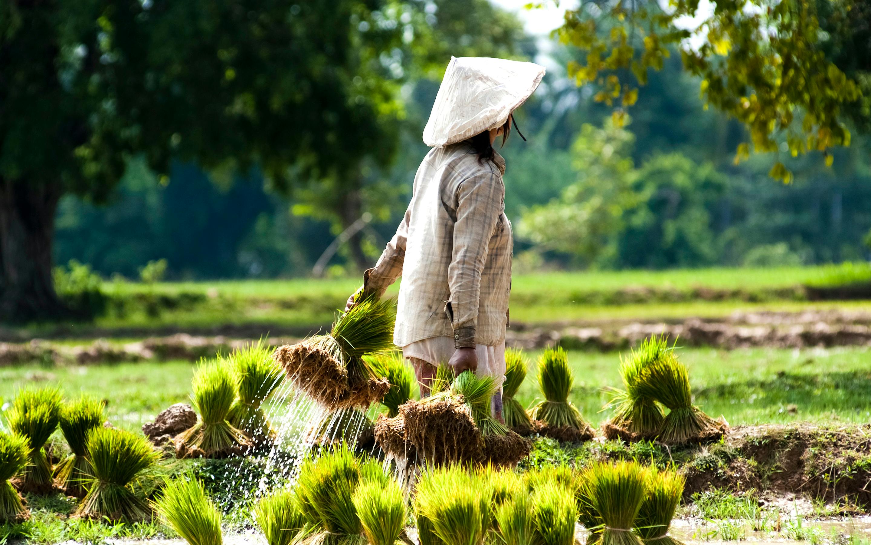 Person harvests rice plants in a green field.