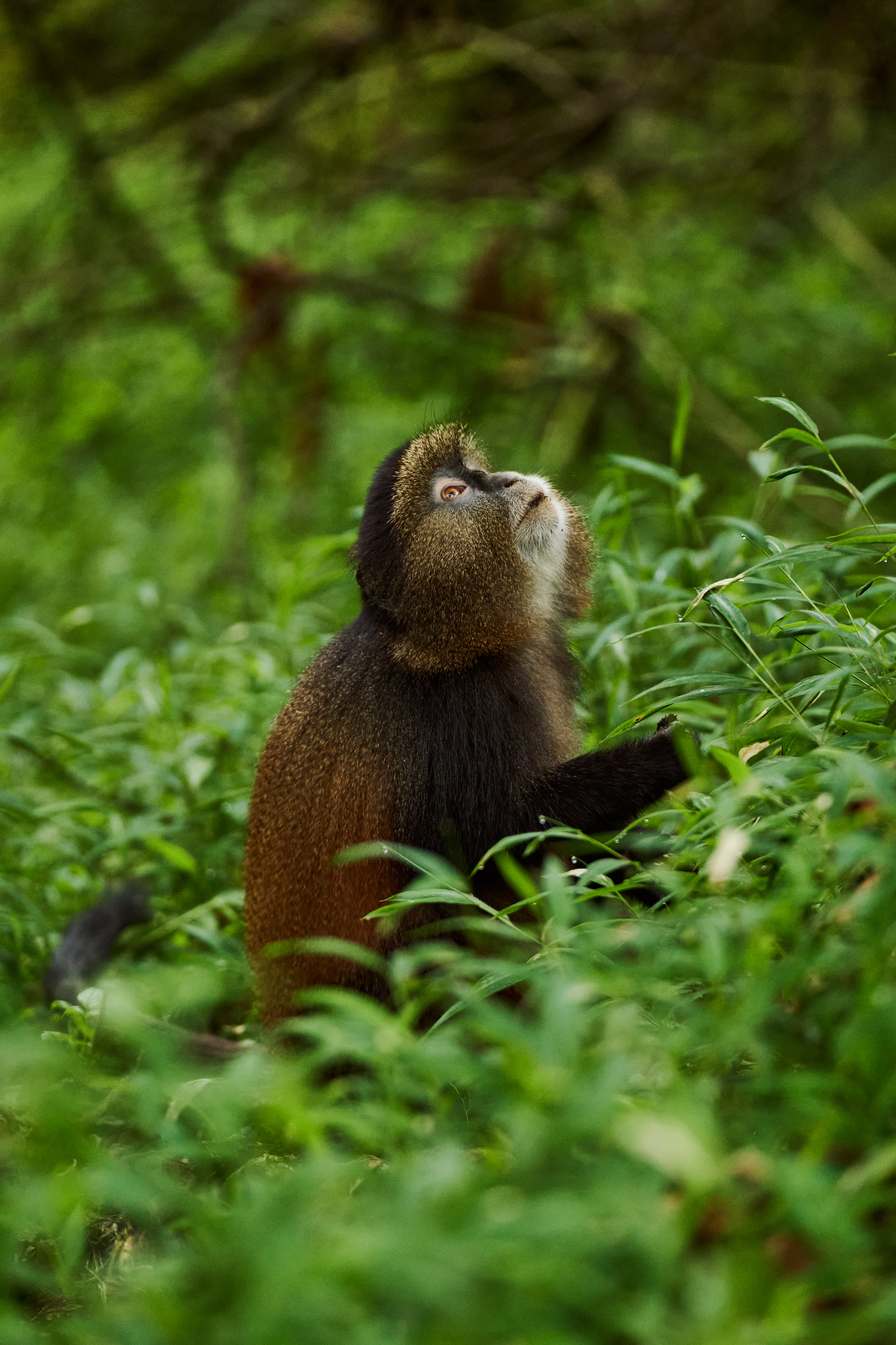 A golden monkey sits among bright green leaves, looking upward with soft fur catching the filtered forest light.