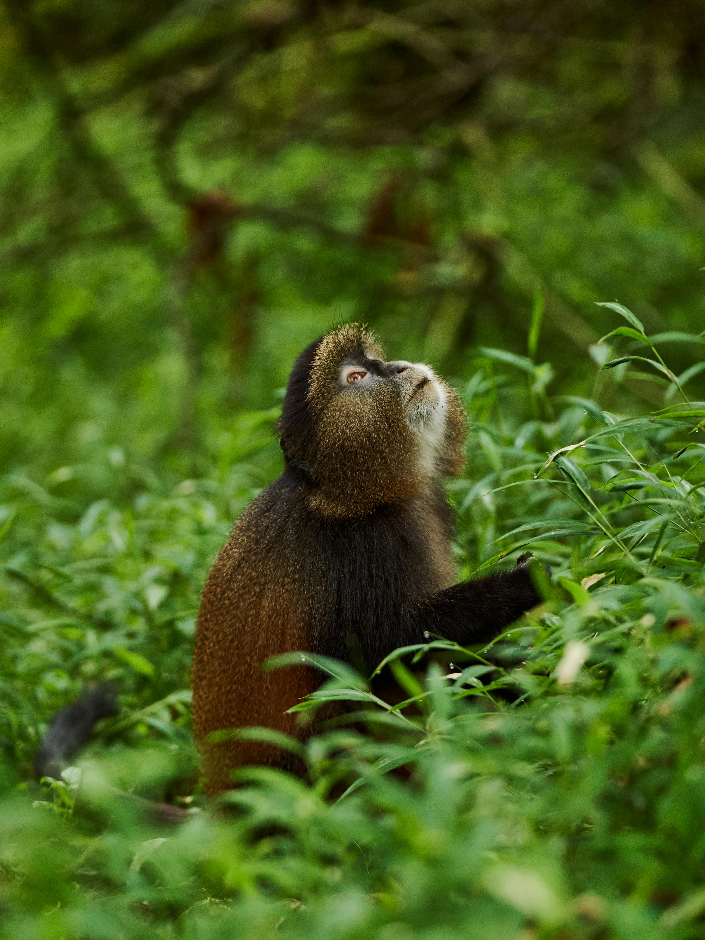 A golden monkey sits among bright green leaves, looking upward with soft fur catching the filtered forest light.