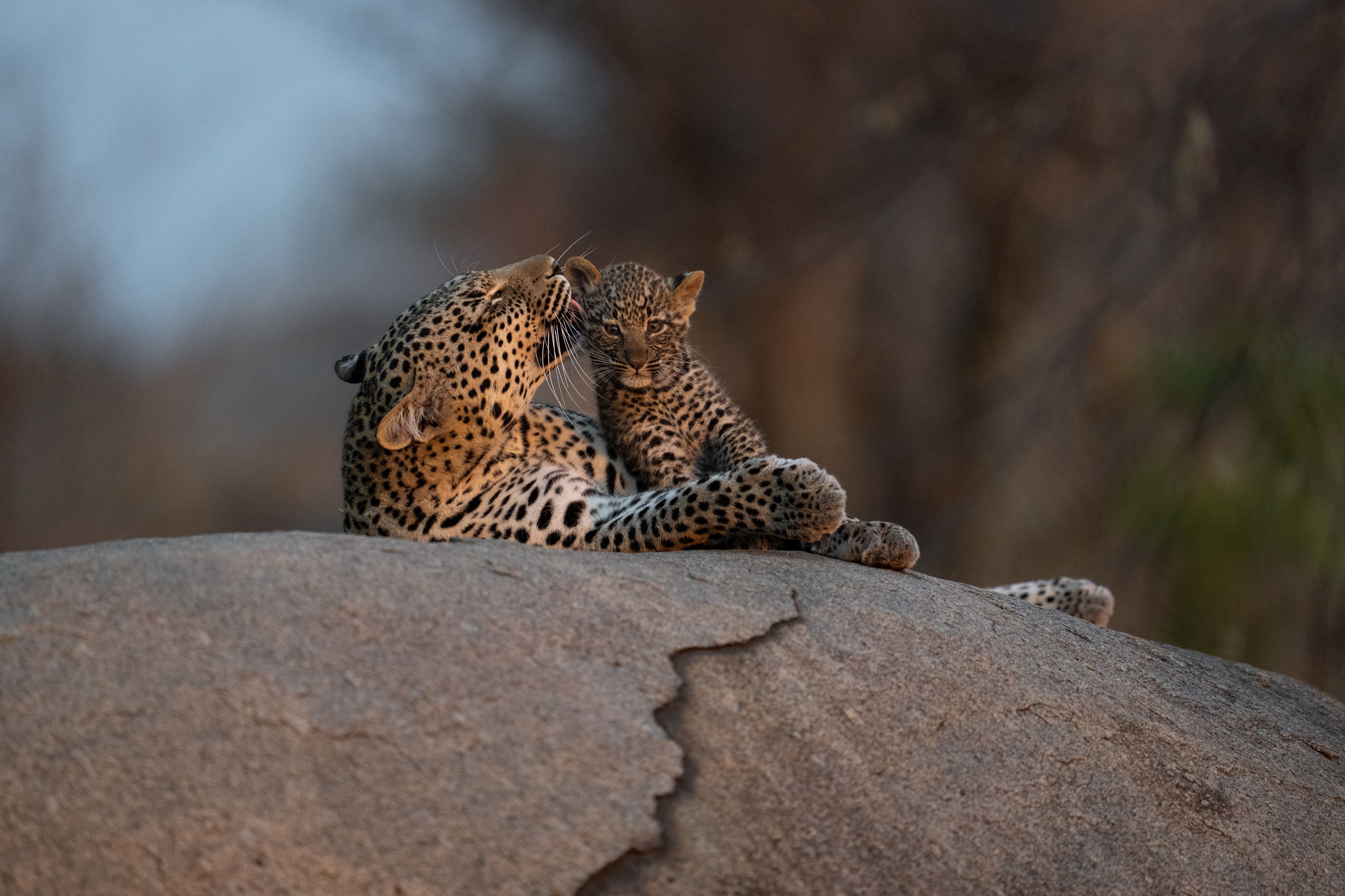 A leopard rests on a large rock, paws tucked under its body, as evening light softens the surrounding grass.