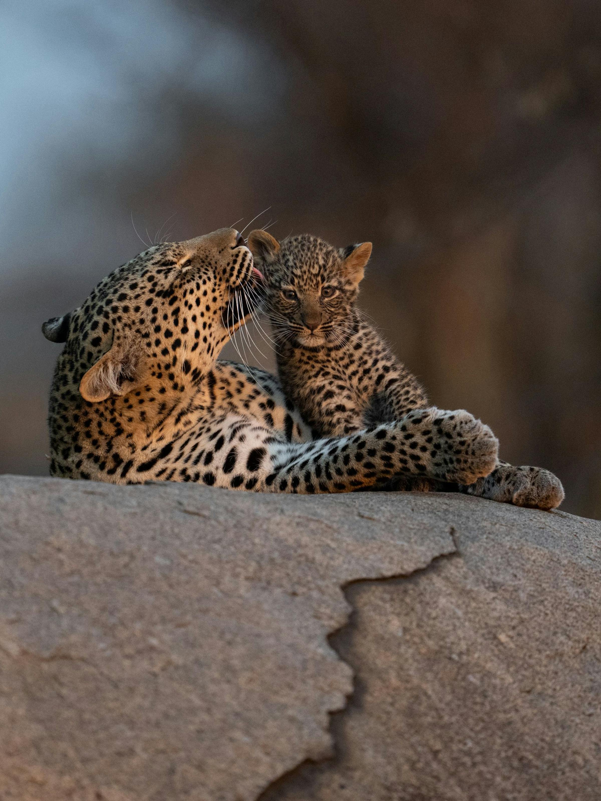 A leopard rests on a large rock, paws tucked under its body, as evening light softens the surrounding grass.