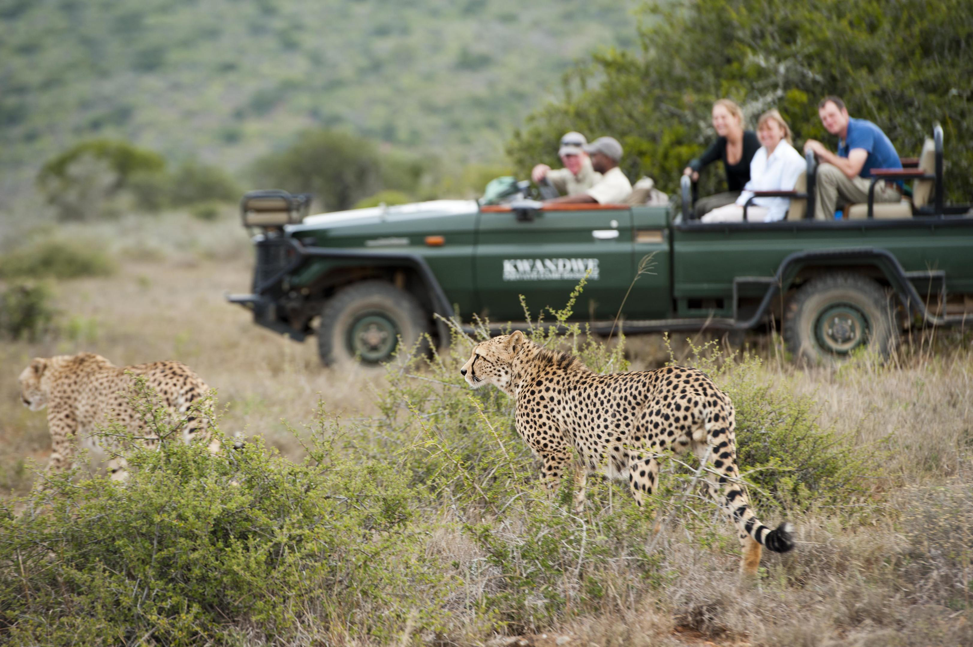 A cheetah walks through grass while an open safari vehicle pauses nearby, guests watching quietly from their seats.
