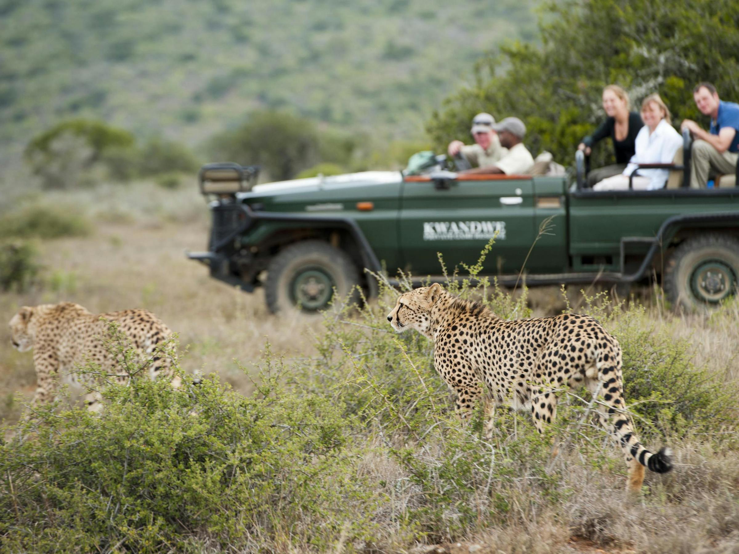 A cheetah walks through grass while an open safari vehicle pauses nearby, guests watching quietly from their seats.