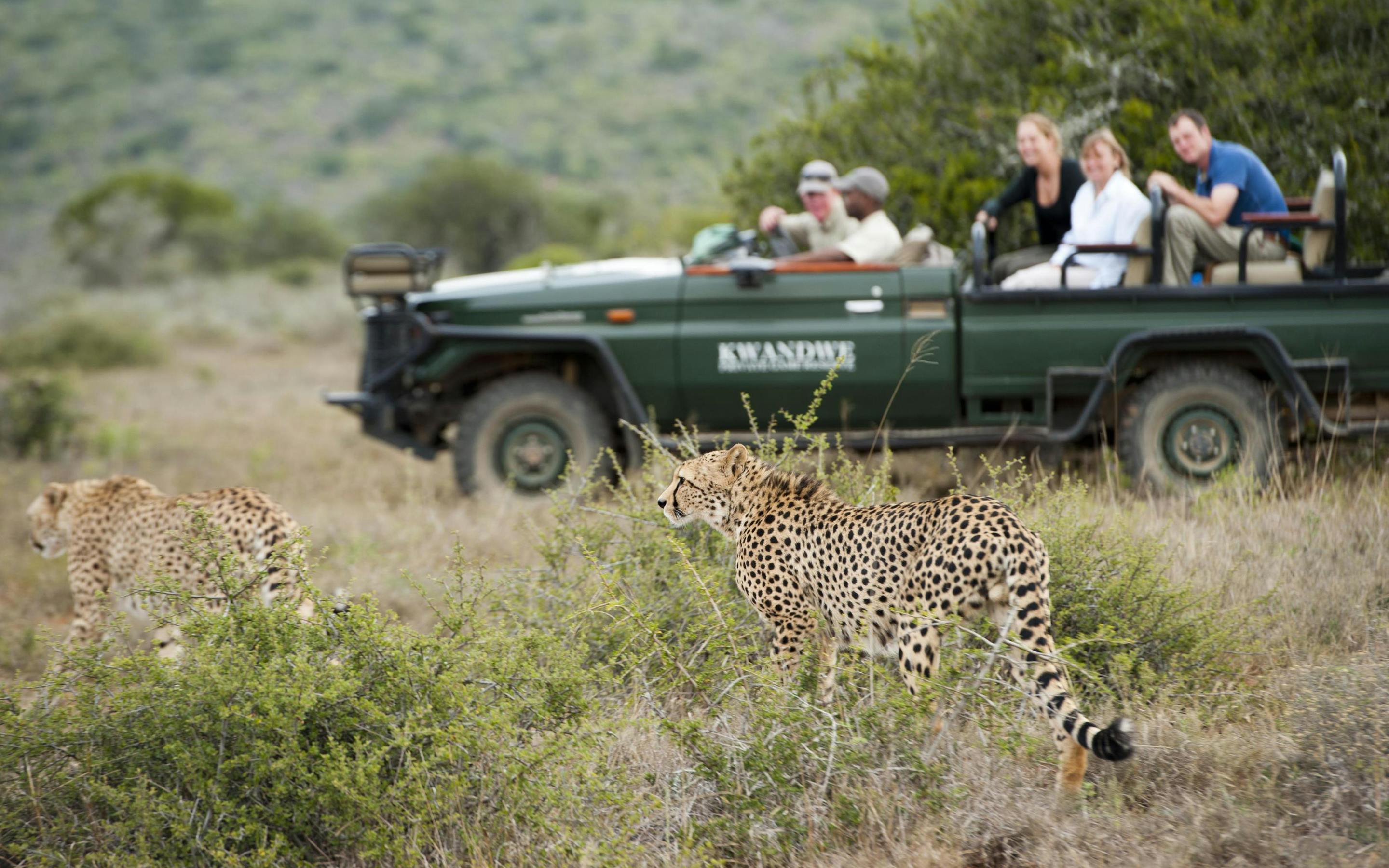 A cheetah walks through grass while an open safari vehicle pauses nearby, guests watching quietly from their seats.