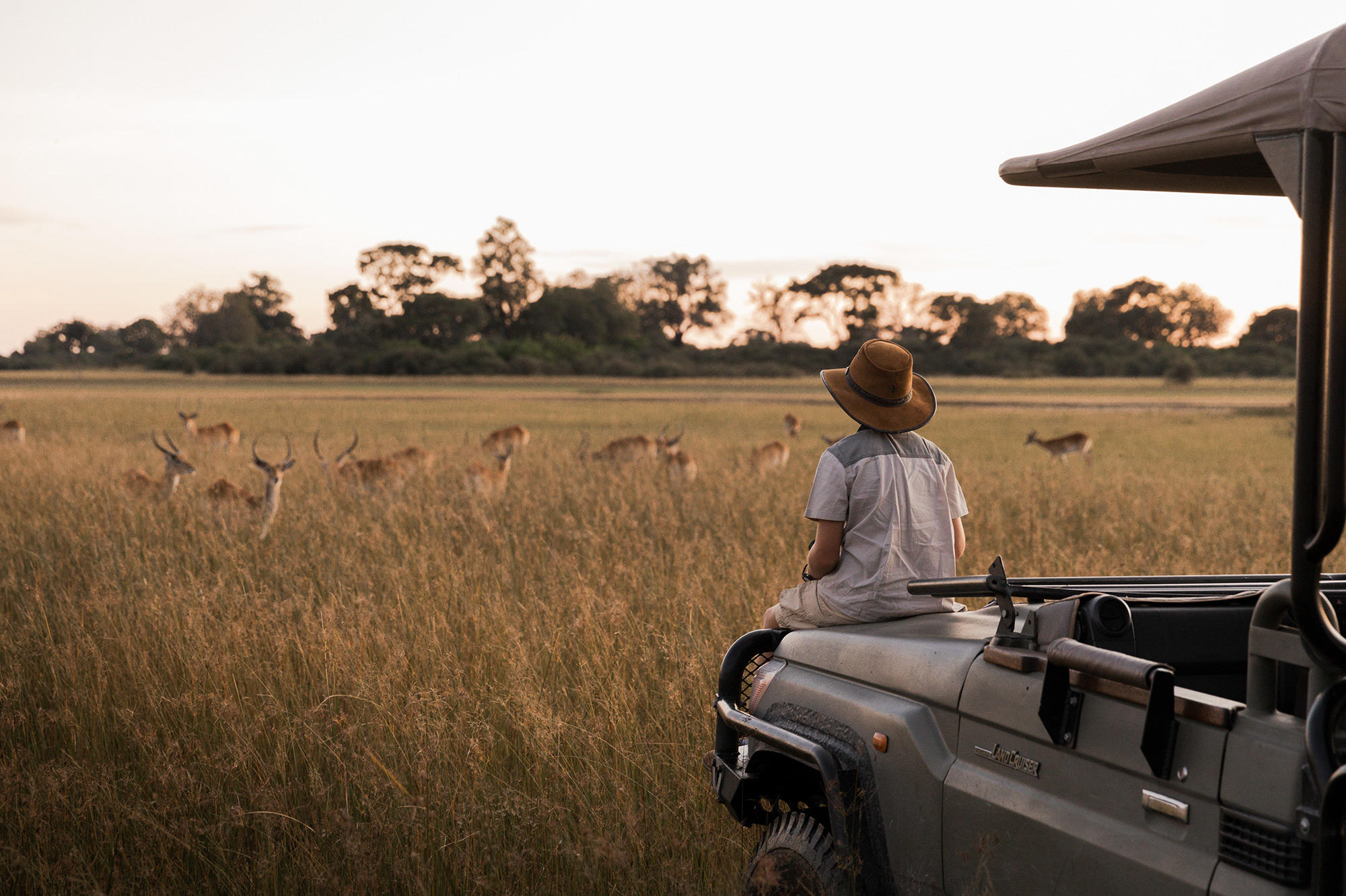 A passenger in an open safari vehicle watches antelope grazing in tall grass as evening light fades across the plain.
