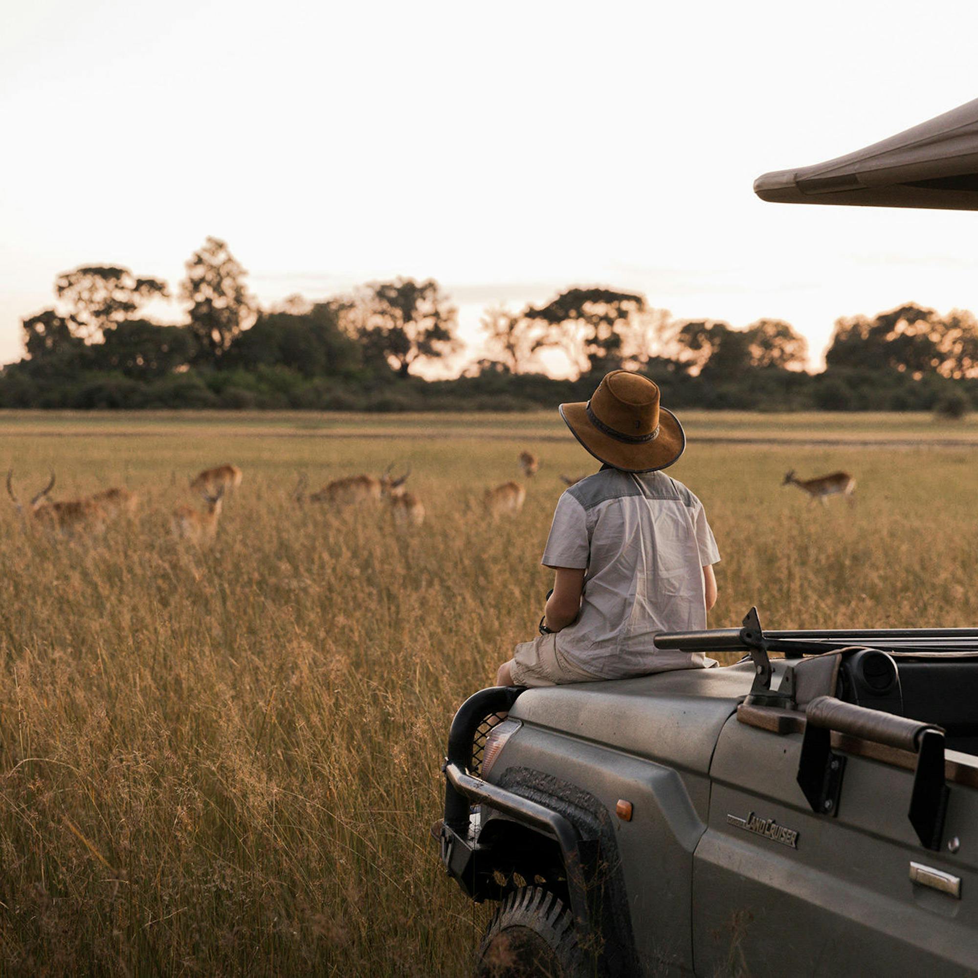A passenger in an open safari vehicle watches antelope grazing in tall grass as evening light fades across the plain.