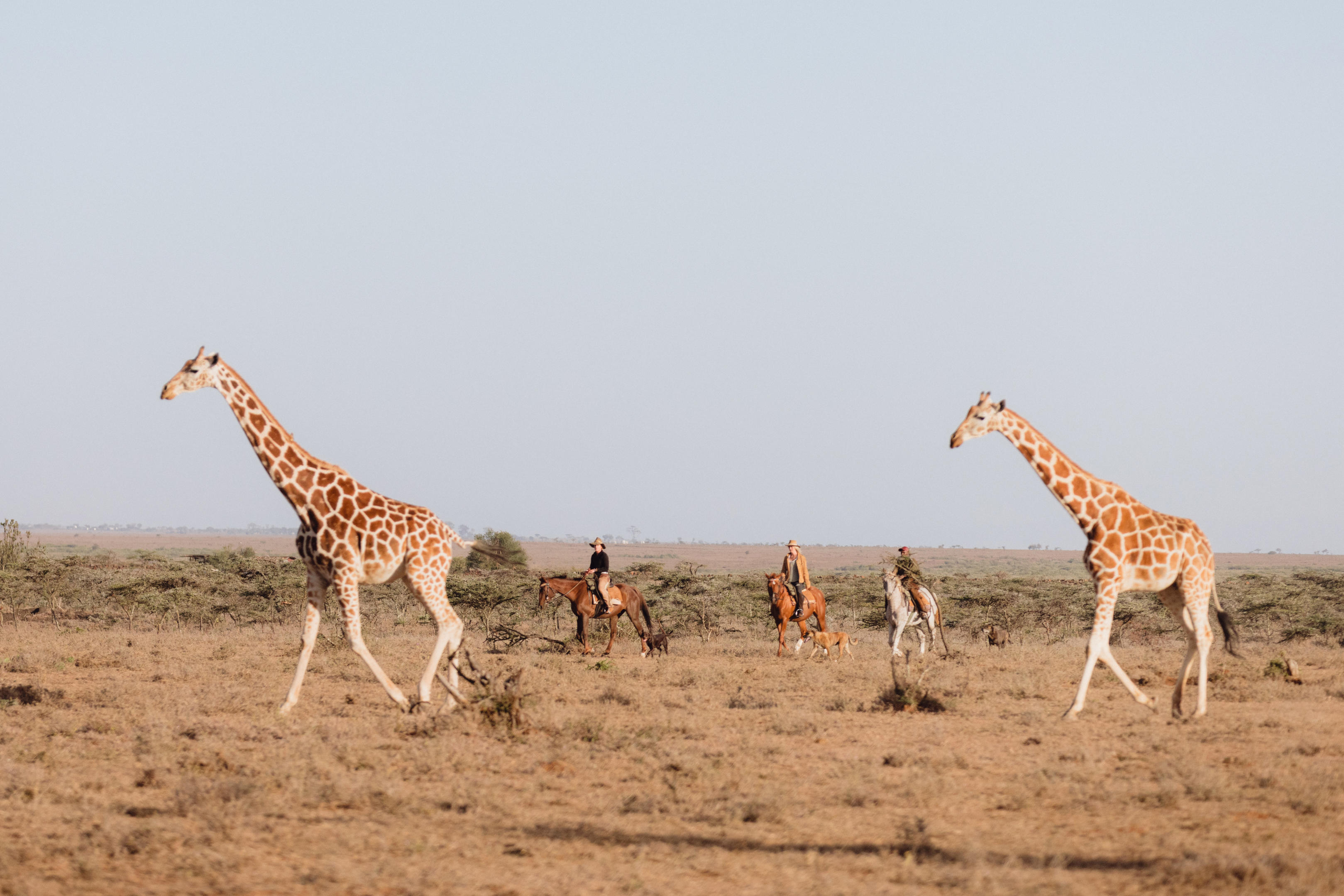 Two giraffes walk across open plains while a small group of people trails behind, framed by a hazy horizon.