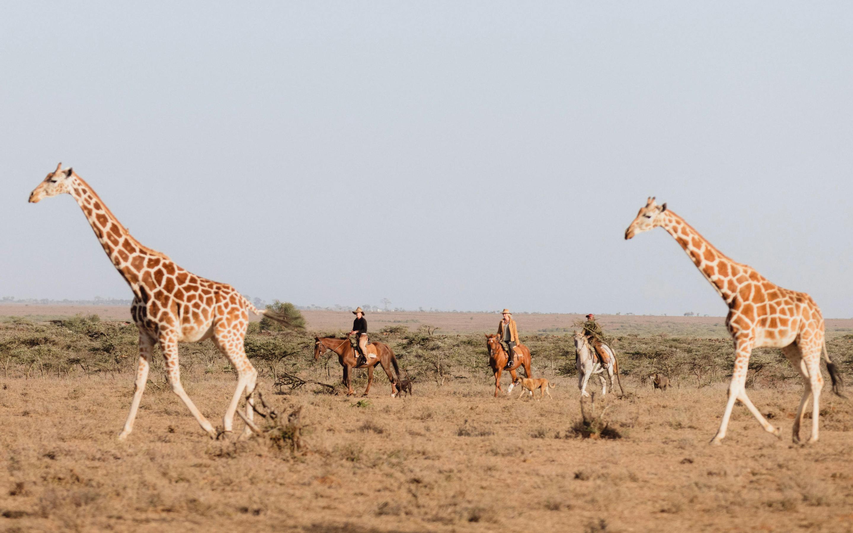 Two giraffes walk across open plains while a small group of people trails behind, framed by a hazy horizon.