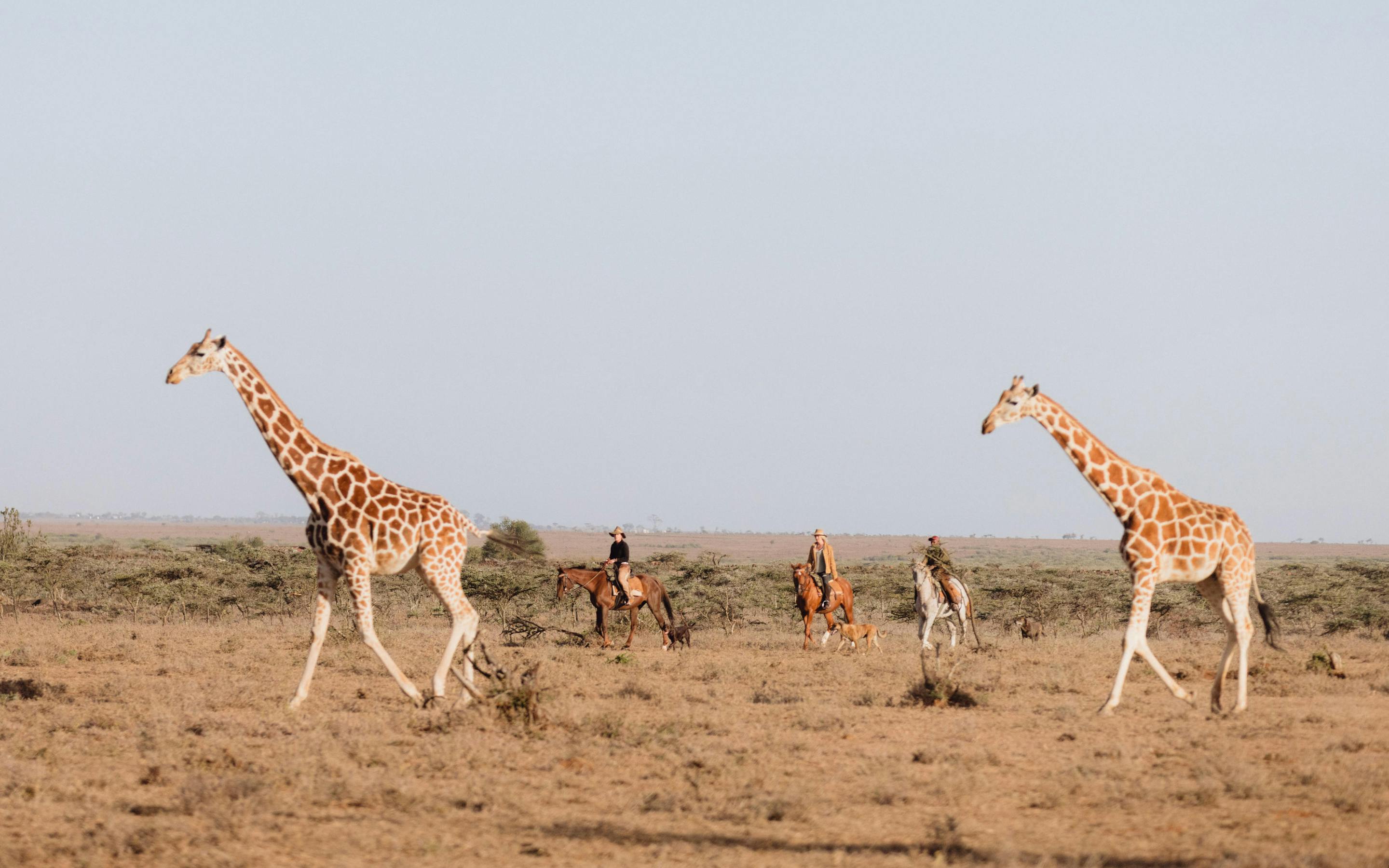 Two giraffes walk across open plains while a small group of people trails behind, framed by a hazy horizon.