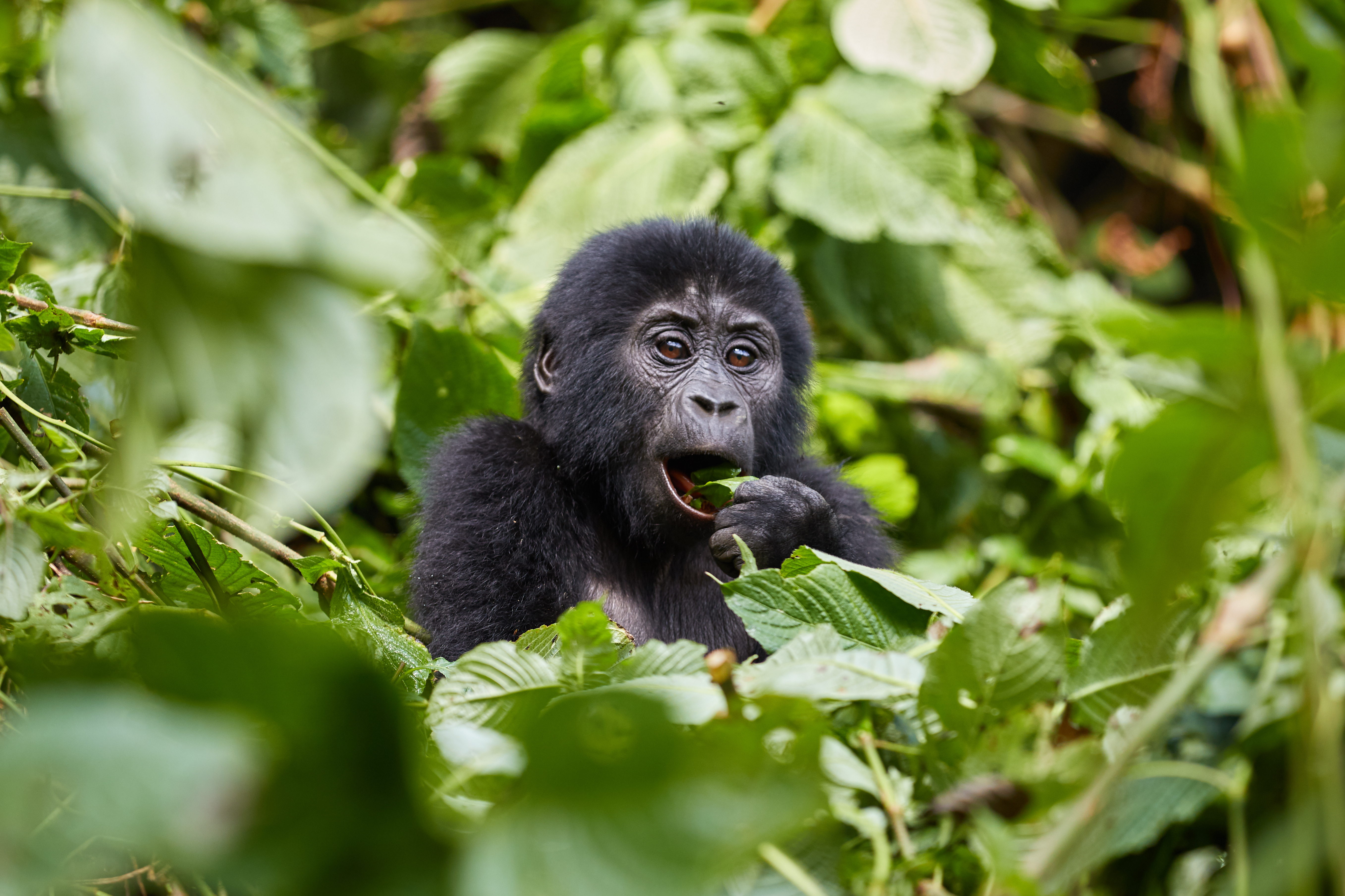 Close-up of a gorilla peering through green leaves, mouth slightly open, with soft forest light behind it.