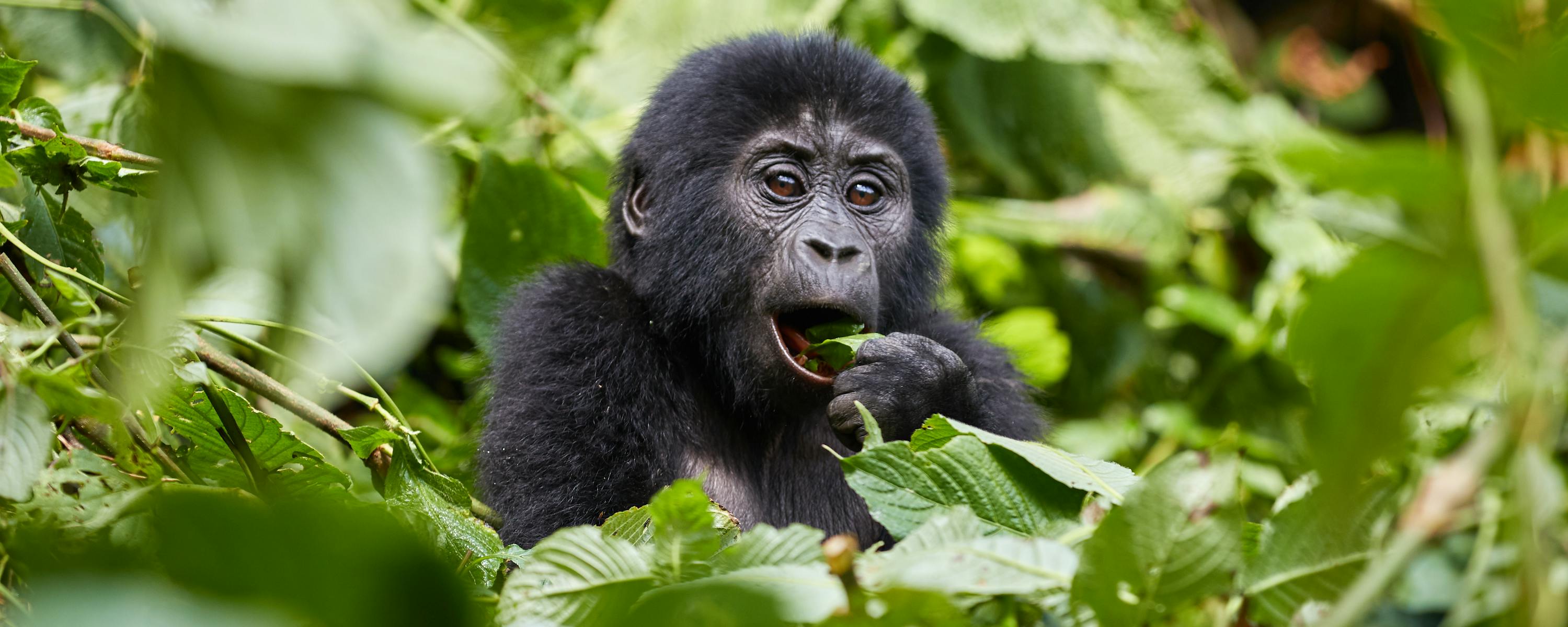 Close-up of a gorilla peering through green leaves, mouth slightly open, with soft forest light behind it.