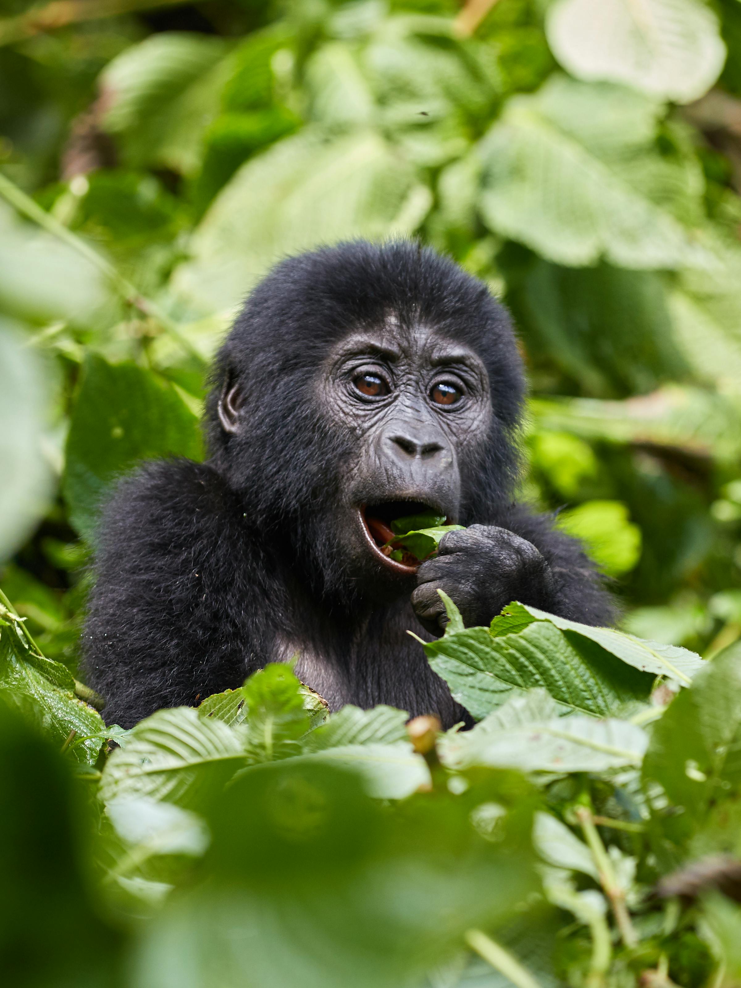 Close-up of a gorilla peering through green leaves, mouth slightly open, with soft forest light behind it.