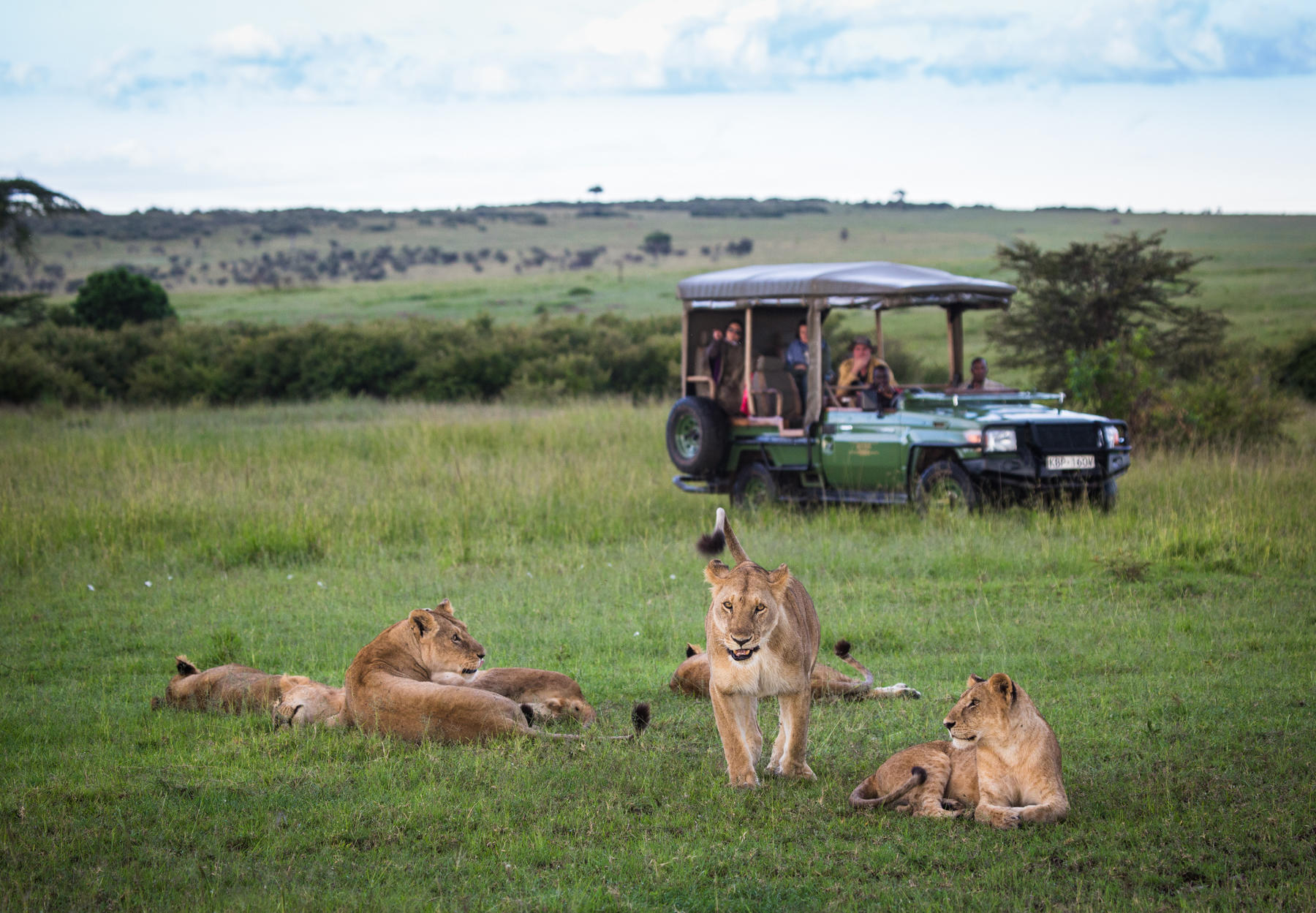 A pride of lions lounges in the grass while a safari vehicle waits nearby, framed by open plains behind them.