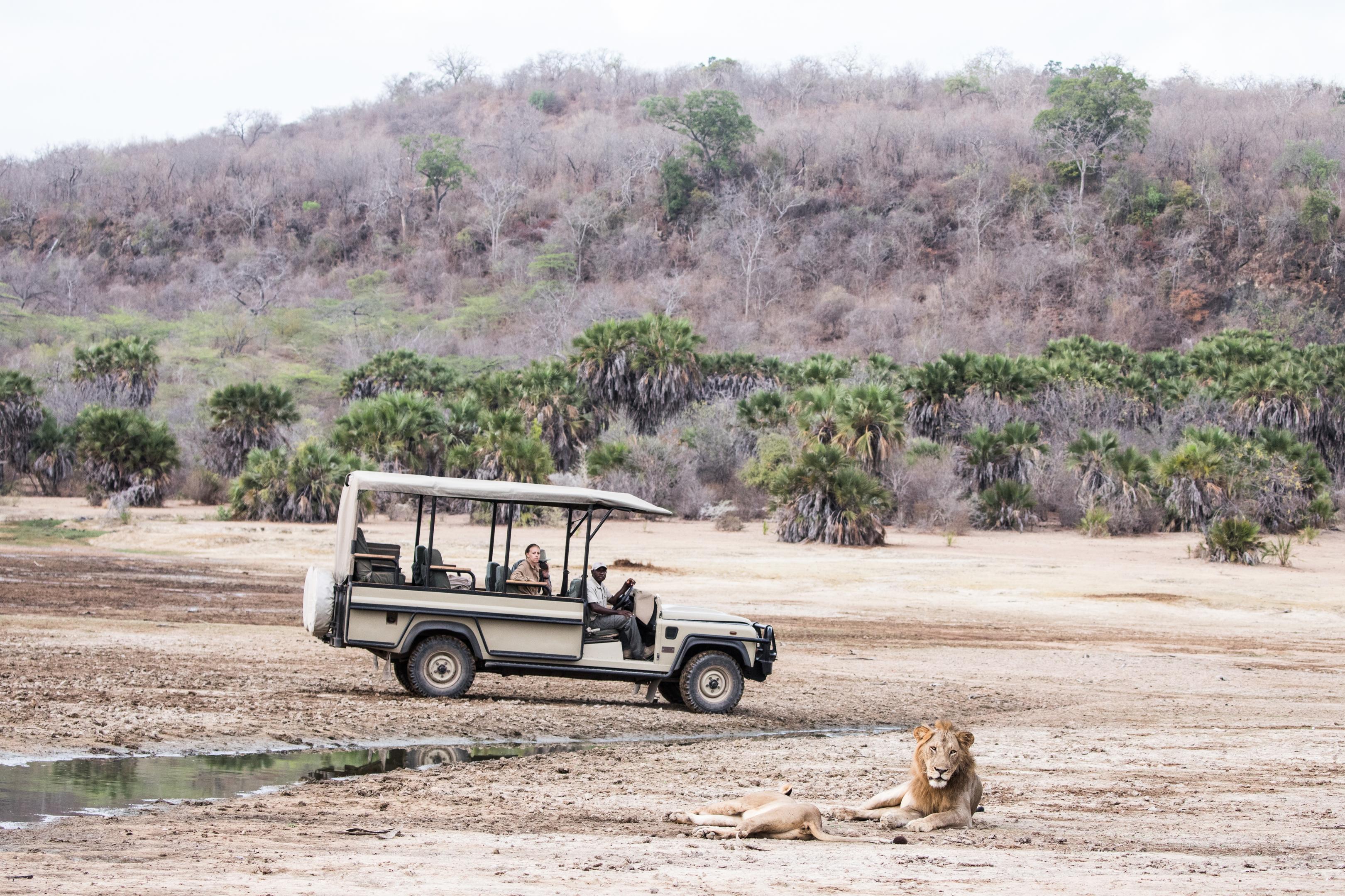 A safari vehicle stops on a wide plain as a lion rests nearby, with low hills and scattered trees behind.