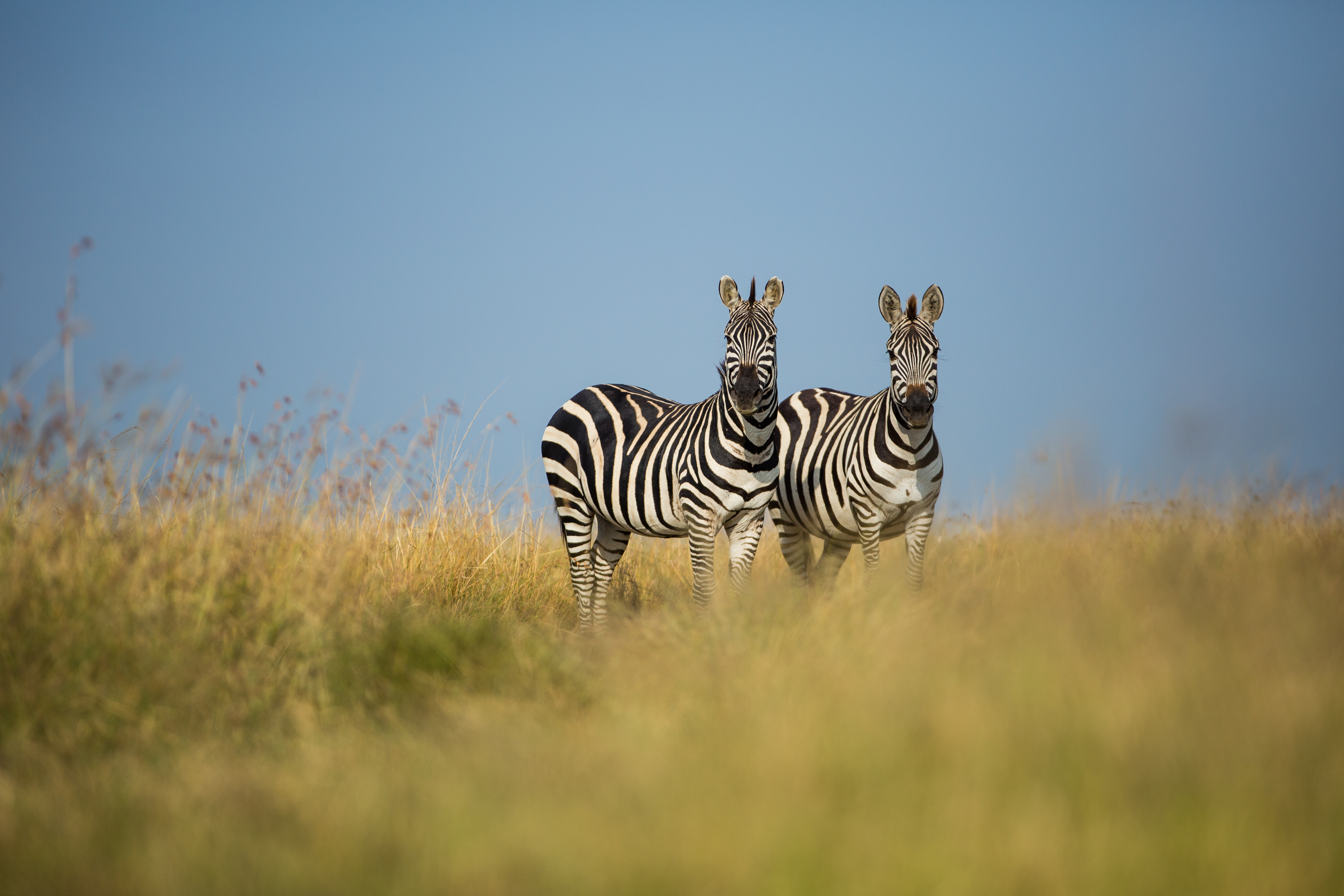 A zebra stands in golden savannah grass, its striped coat sharply defined against a soft blue sky behind.